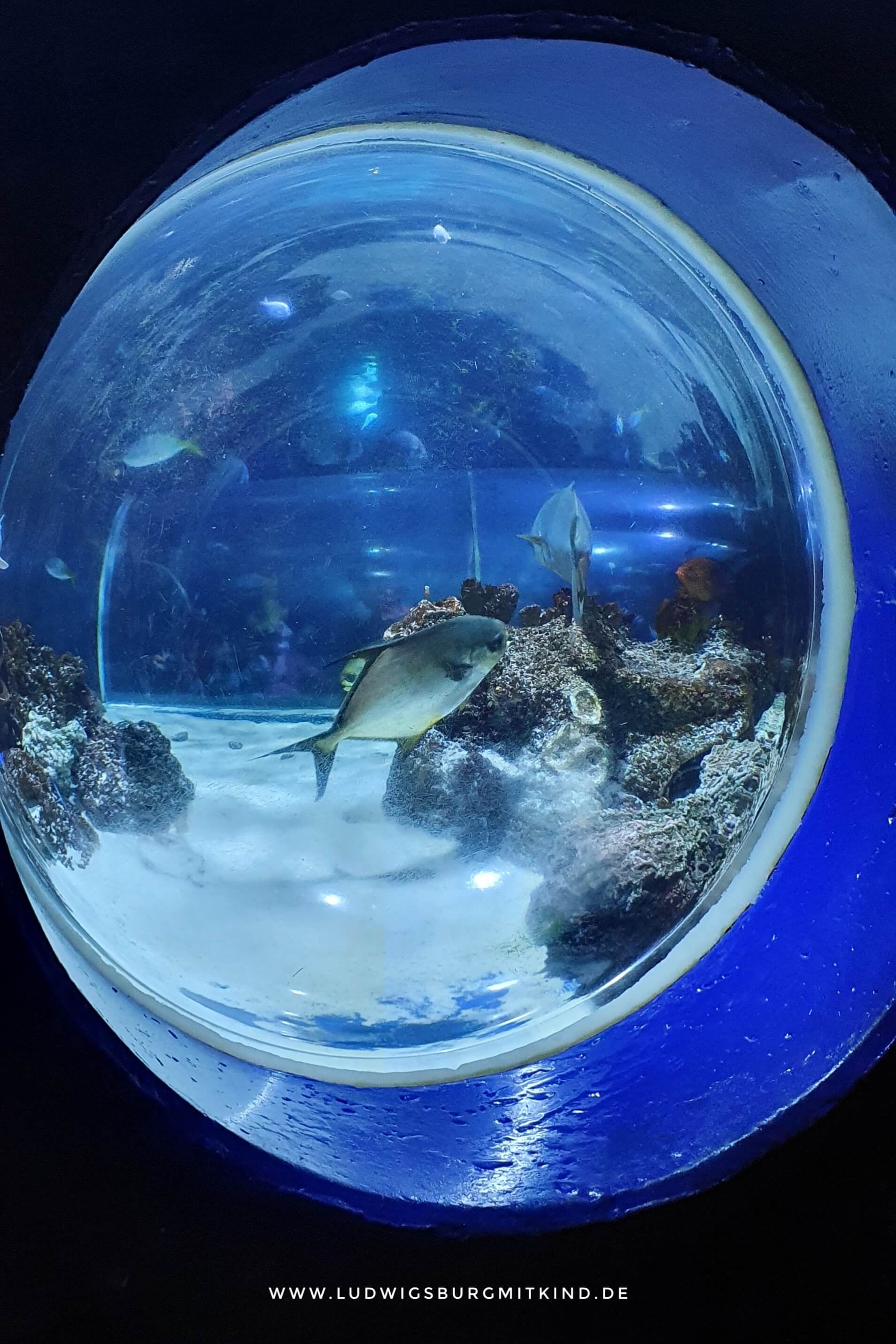 Ein Fisch in einem Aquarium im Sealife Konstanz.