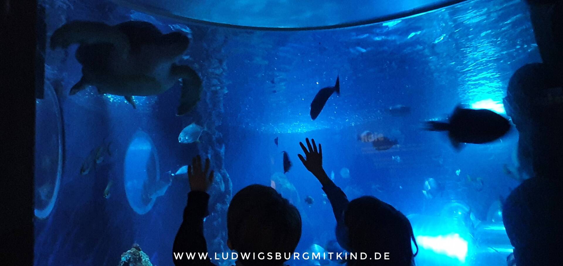 Kinder stehen vor dem Aquarium im Sea Life Konstanz und greifen nach einer Meeresschildkröte.