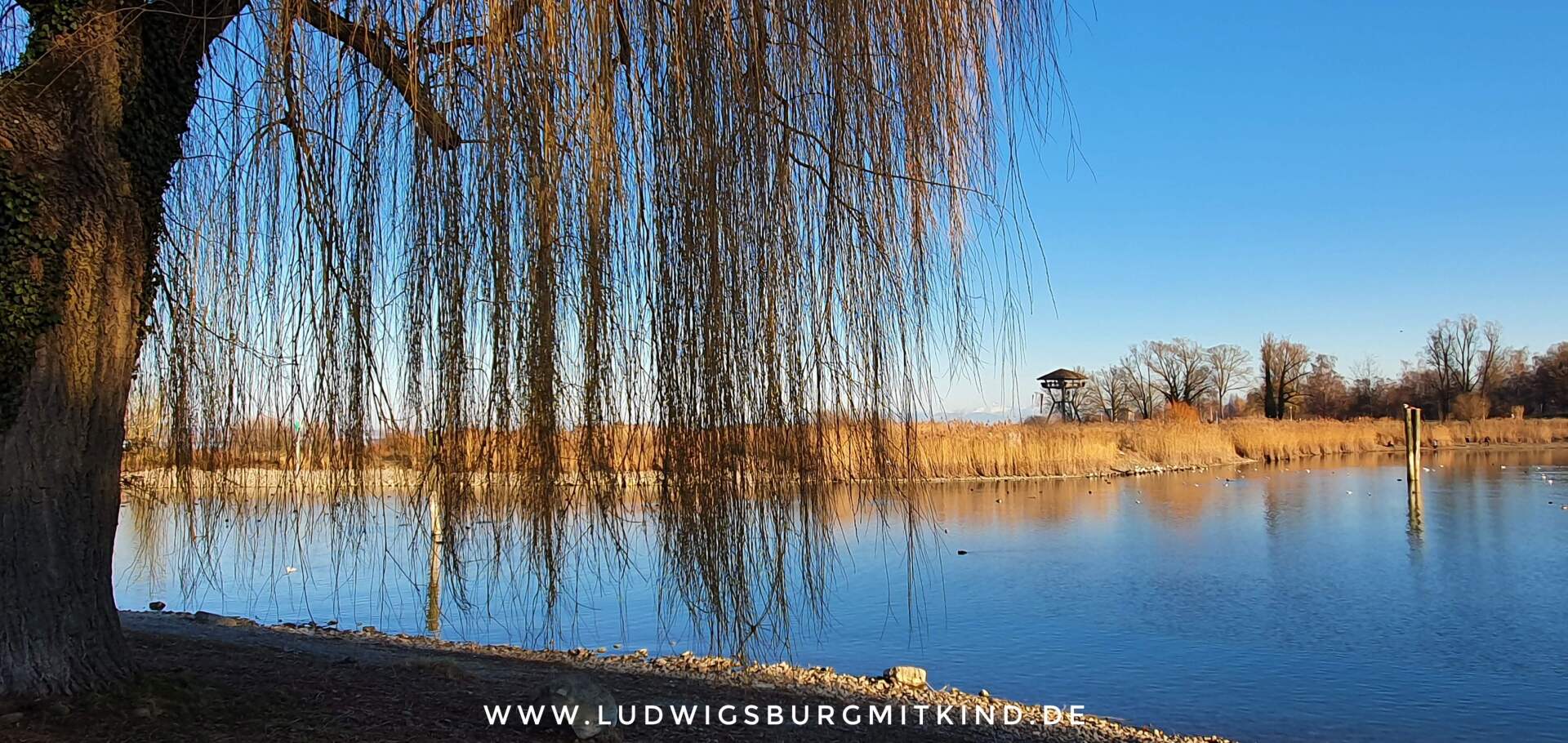 Der Bodensee im Sonnenuntergang mit Trauerweide.