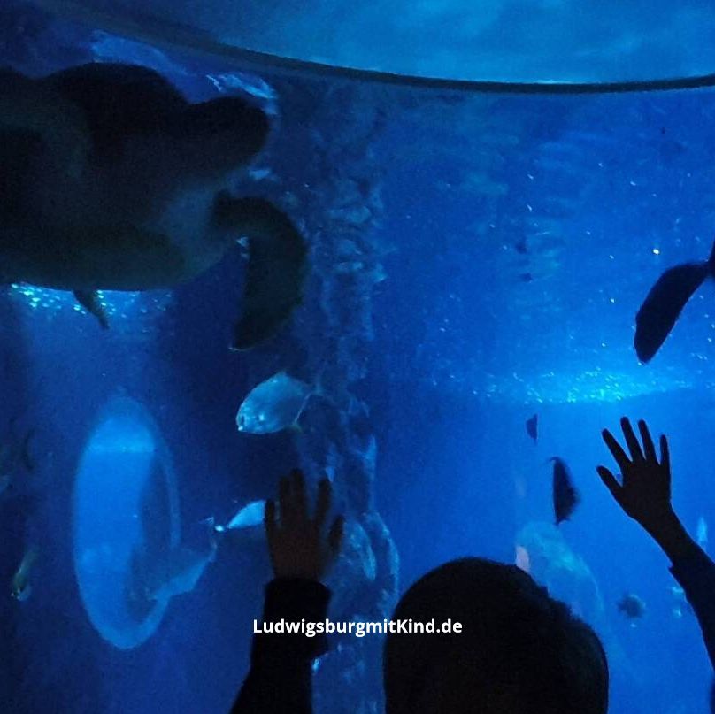Kinder stehen vor dem Aquarium im Sea Life und strecken die Hand nach einer Meeresschildkröte aus.