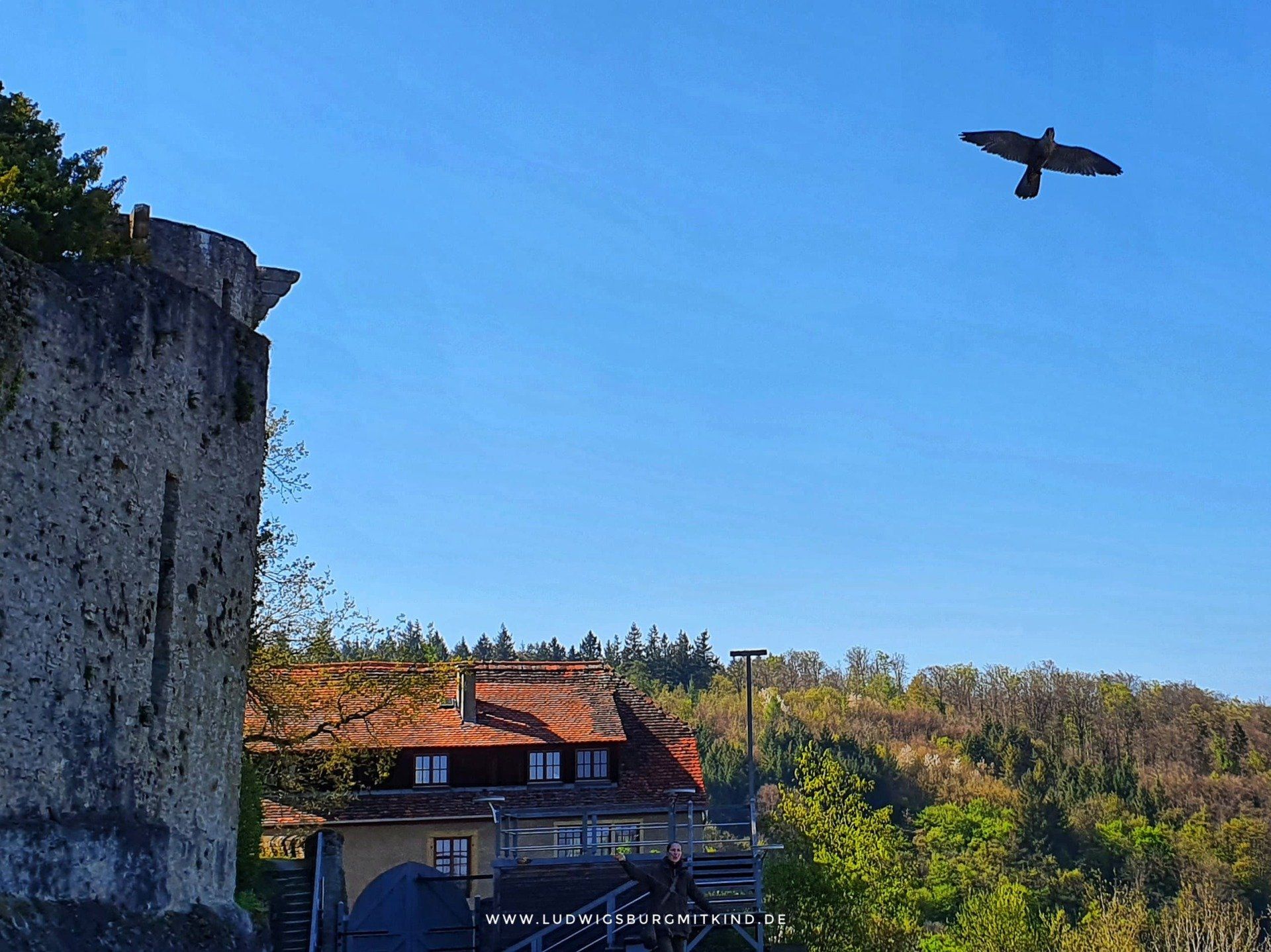 Greifvogel hoch über der Burganlage Burg Guttenberg,