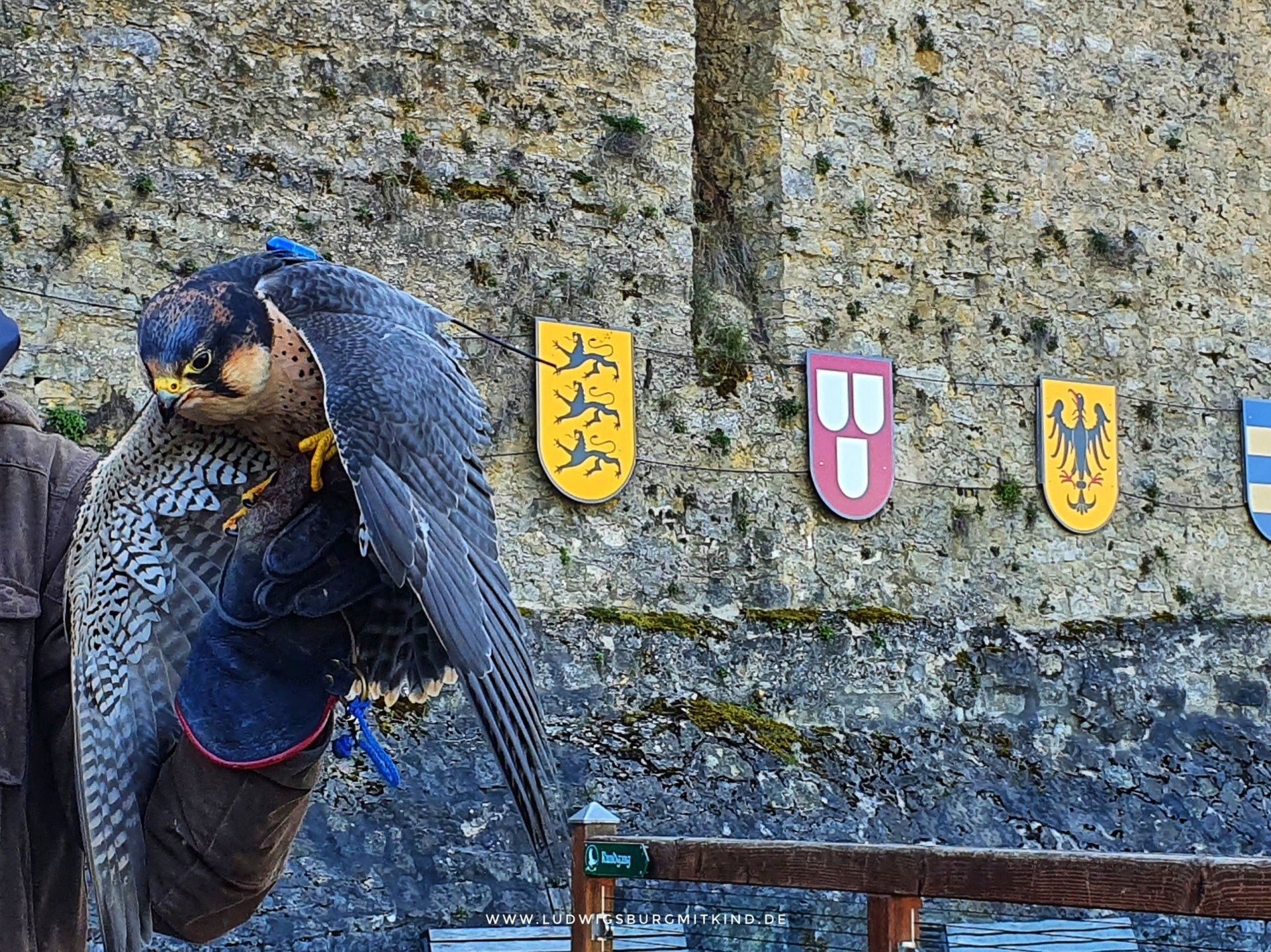 Falke in der Flugvorführung der Deutschen Greifenwarte Burg Guttenberg.