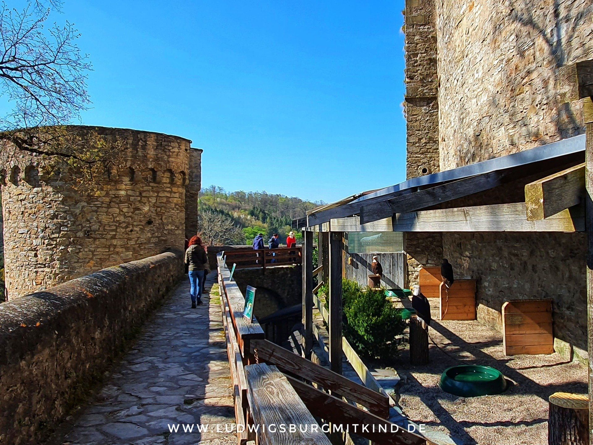 Der Rundgang der Greifenwarte mit Weßkopfseeadler auf der Burg Guttenberg.