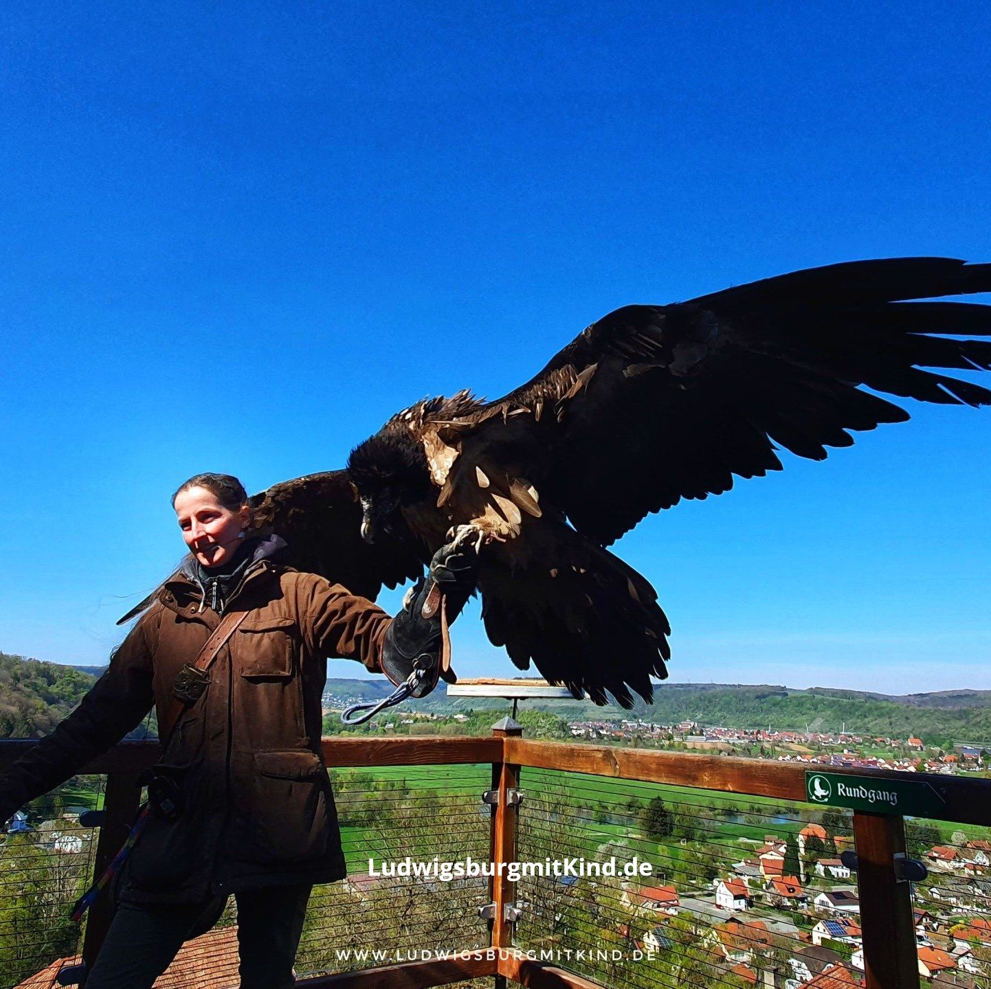 Ein Geier sitzt auf der Hand eines Falkners in der Falknerei Burg Guttenberg, Ausflugsziel für Familien und Kinder