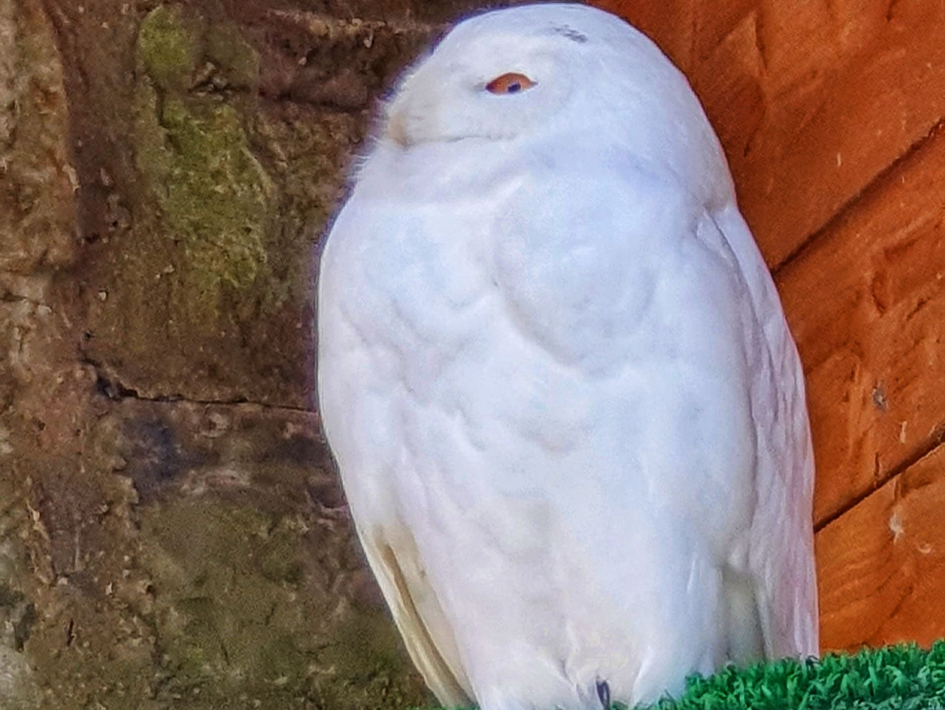 Eine Schneeeule in der Greifenwarte der Deutschen Greifenwarte derBurg Guttenberg