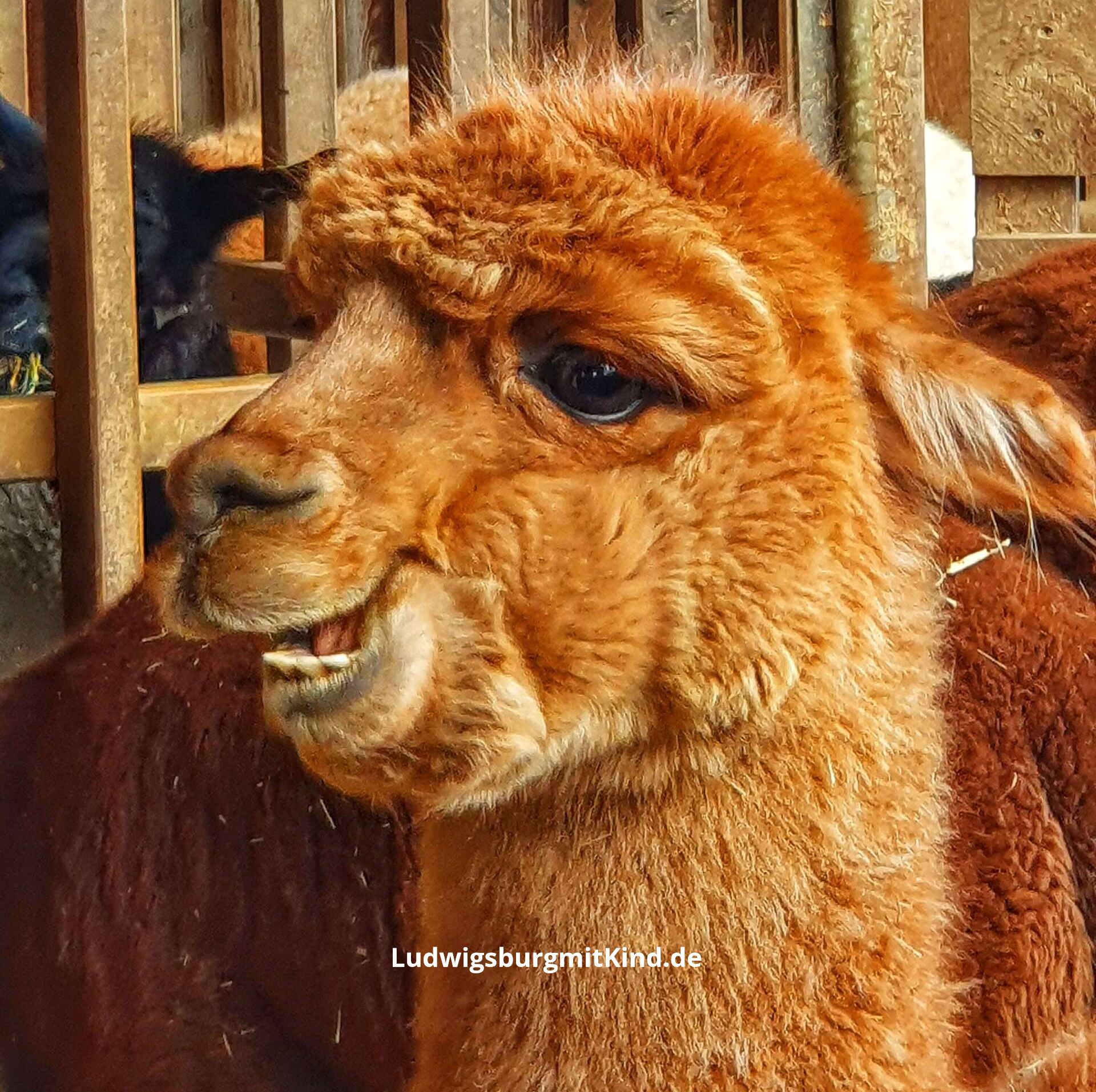 Alpakawanderung Stuttgart Remstal Schwäbische Alb Alpakawanderung Alpakatrekking Alpaka Stuttgart Schwäbische Alb