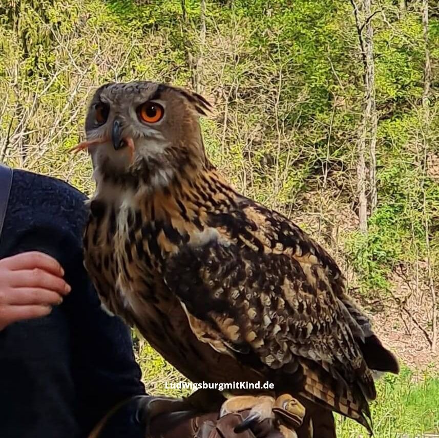 Ein Uhu in der Burgfalknerei Hohenbeilstein, ein Familienausflugsziel in Heilbronn.