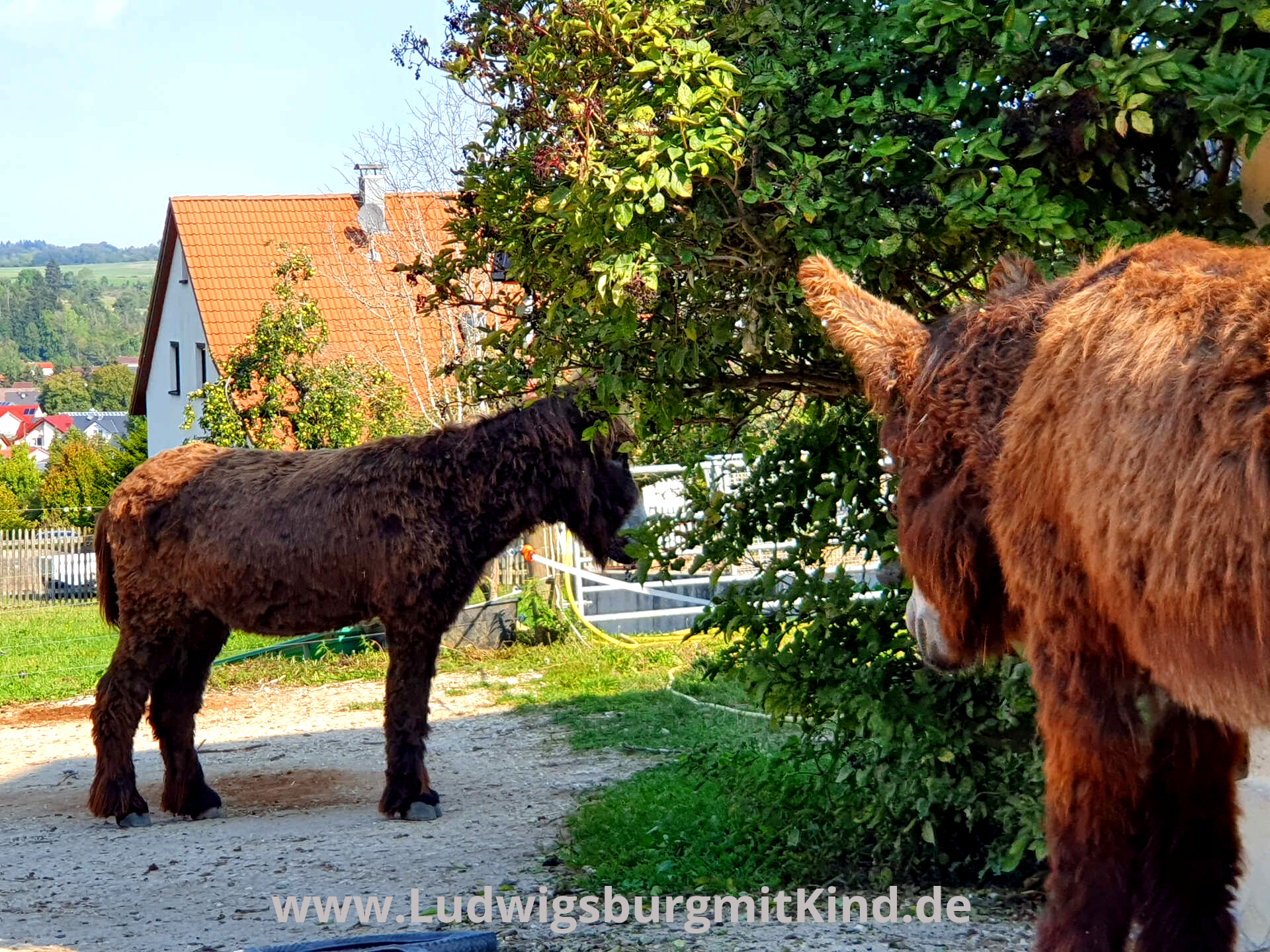 Hofgut Hopfenburg Münsingen Glamping Schwäbische Alb Hofgut Hopfenburg Münsingen Glamping Schwäbische Alb