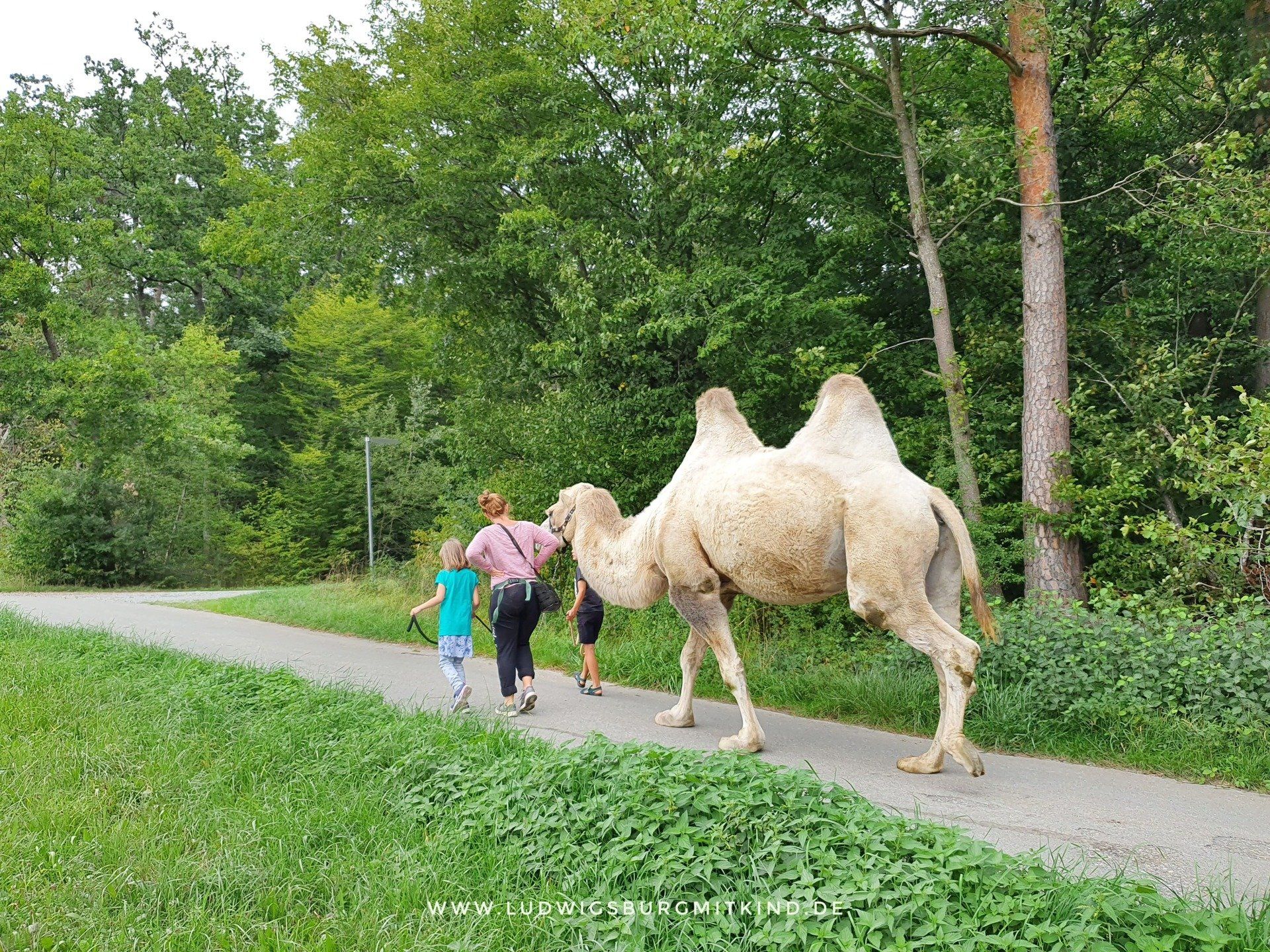 Kamelwanderung kamele weil im schönbuch