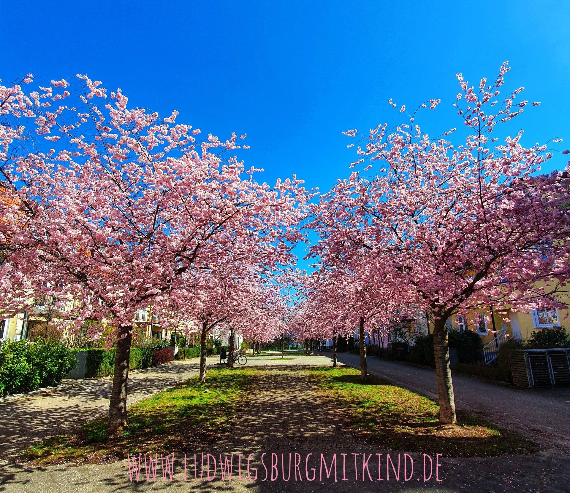 Kirschblüte in Ludwigsburg