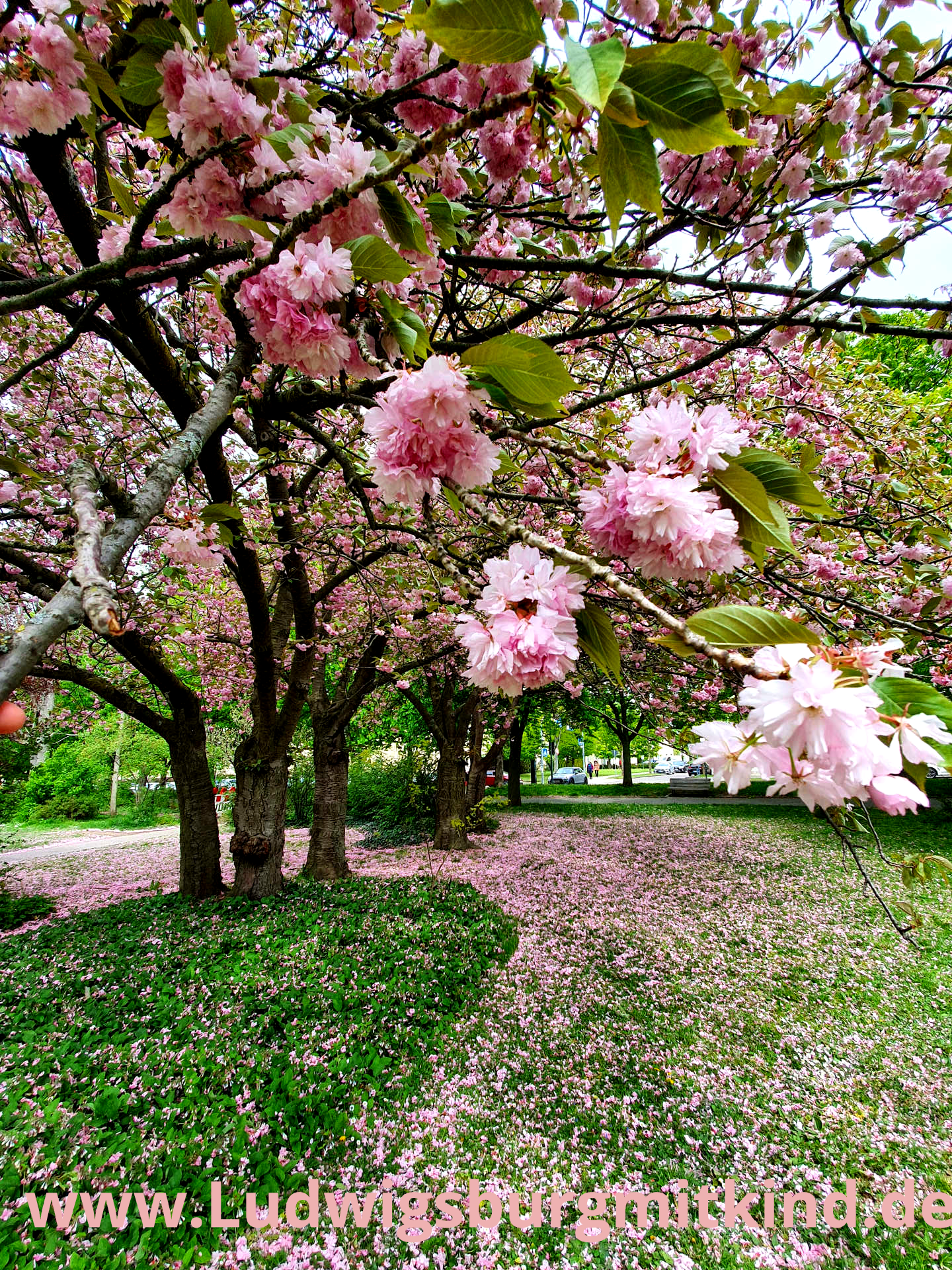 Kirschblüte.Ludwigsburg Kirschblüte.Ludwigsburg