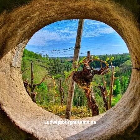 Auf dem Bild sieht man die Markgröninger Stadtbrille bei einer Familienwanderung imLeudelsbachtal Ludigsburg