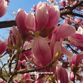 Magnolienblüte