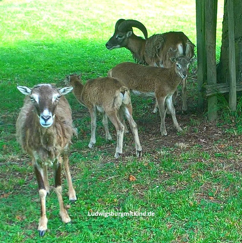 Wildgehege, Ausflugsziel ,für Familien, Wildparadies Park Favorite Ludwigsburg Wildgehege, Ausflugsziel ,für Familien, Wildparadies Park Favorite Ludwigsburg