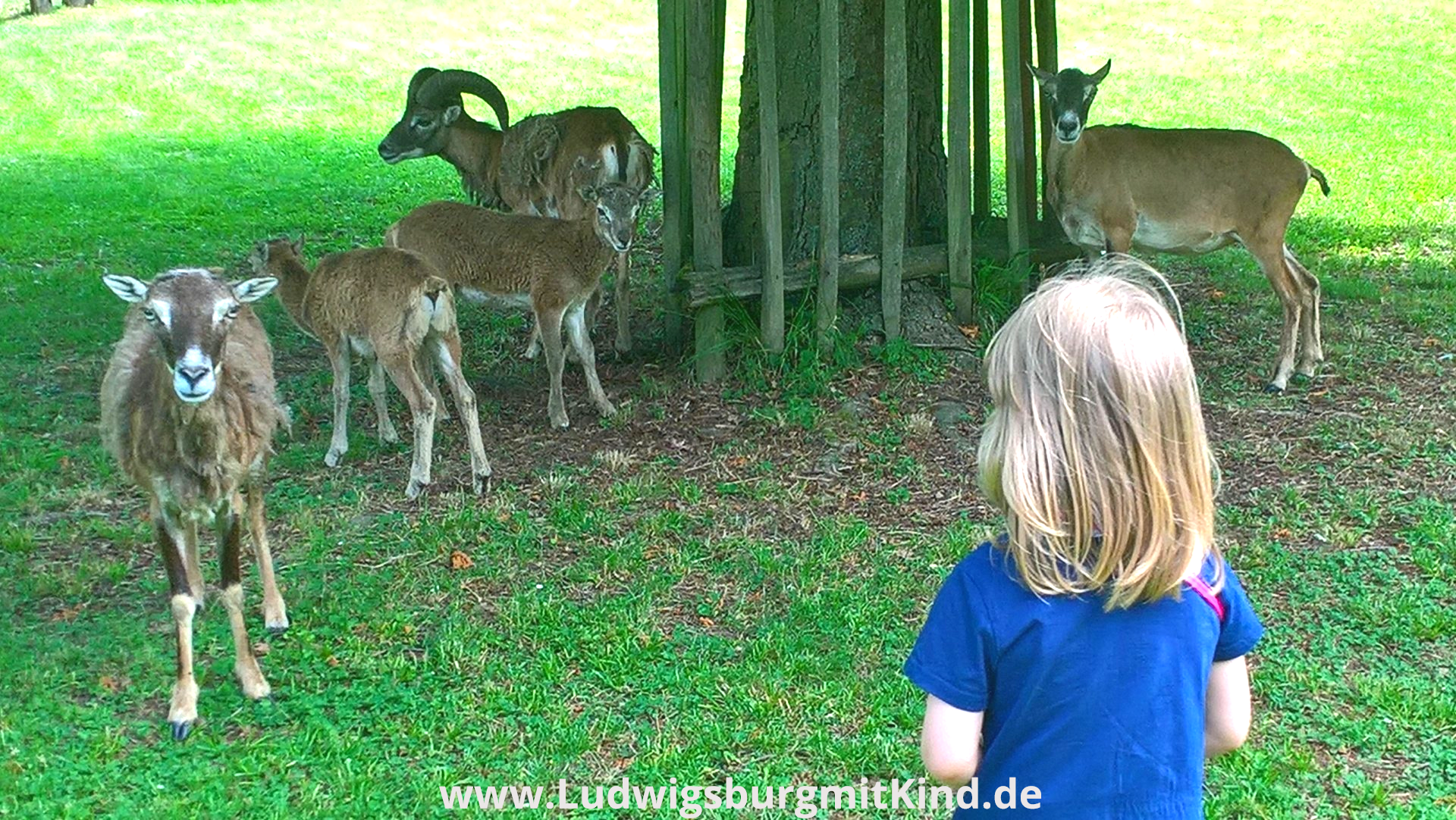 Ein Kind steht bei den Mufflons im Park Favorite Ludwigsburg und schaut den Lämmern zu.