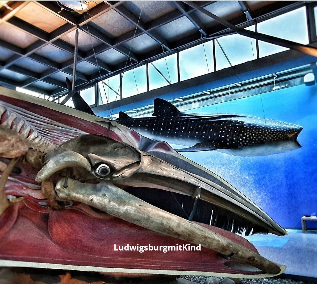 Naturkundemuseum Stuttgart Museum Kinder Naturkundemuseum Stuttgart Museum Kinder