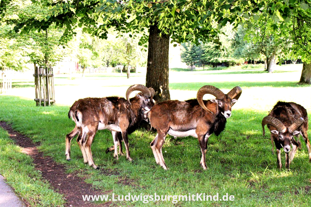 Mufflons im Park Favorite Ludwigsburg