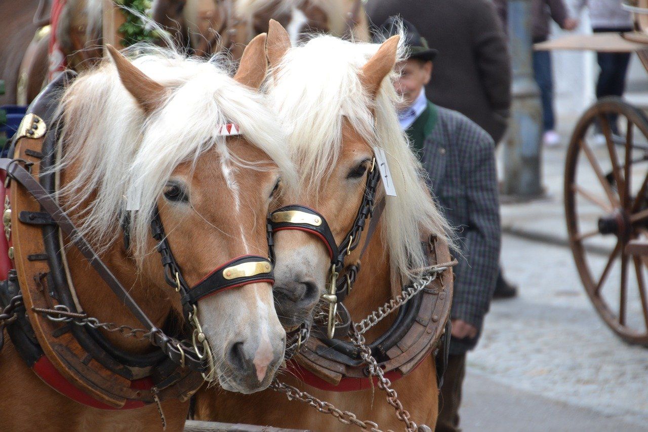 Pferde beim Pferdemarkt in Ludwigsburg