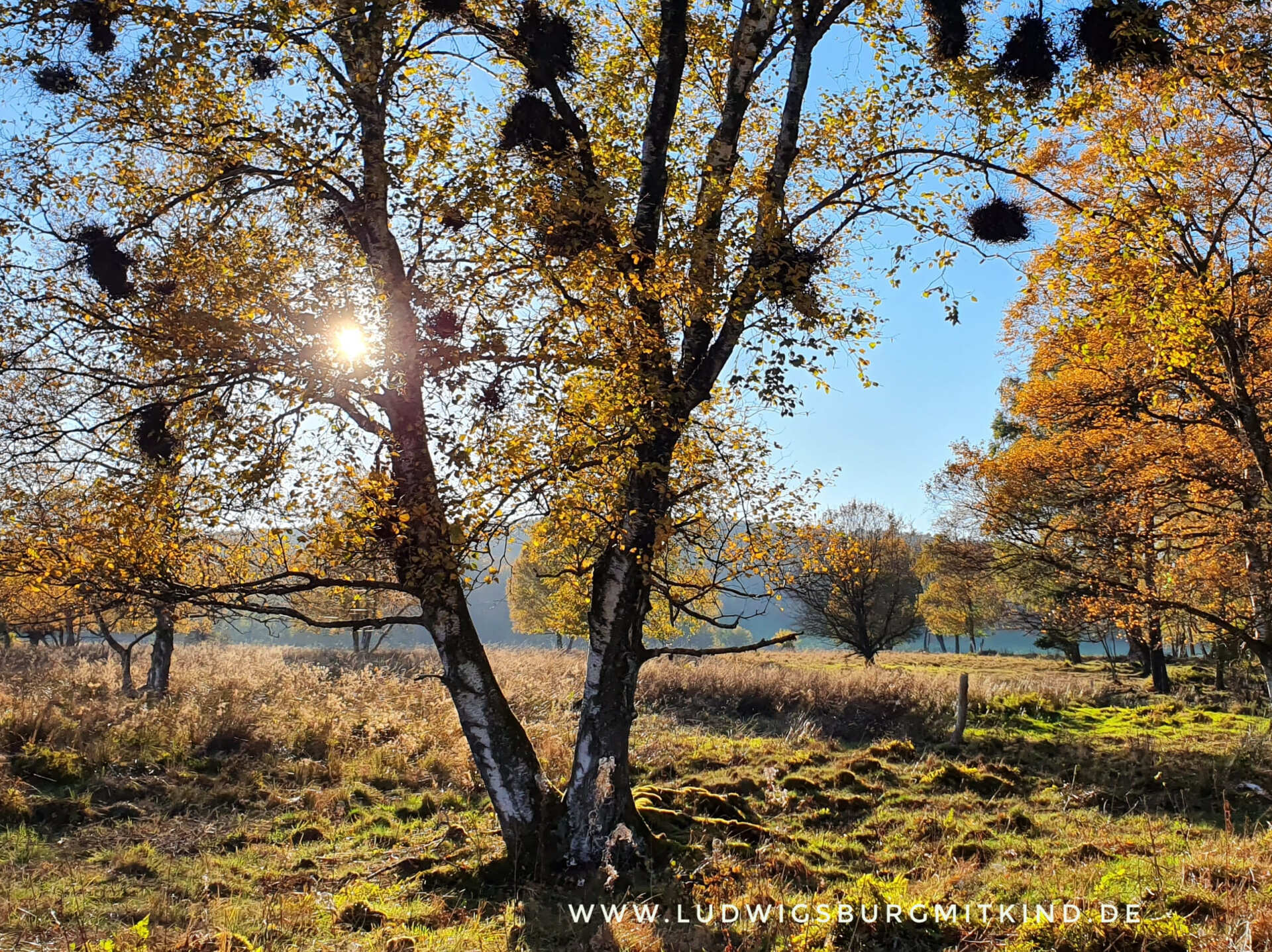 Herbstausflugsziel schwäbische Alb Schopflocher Moor