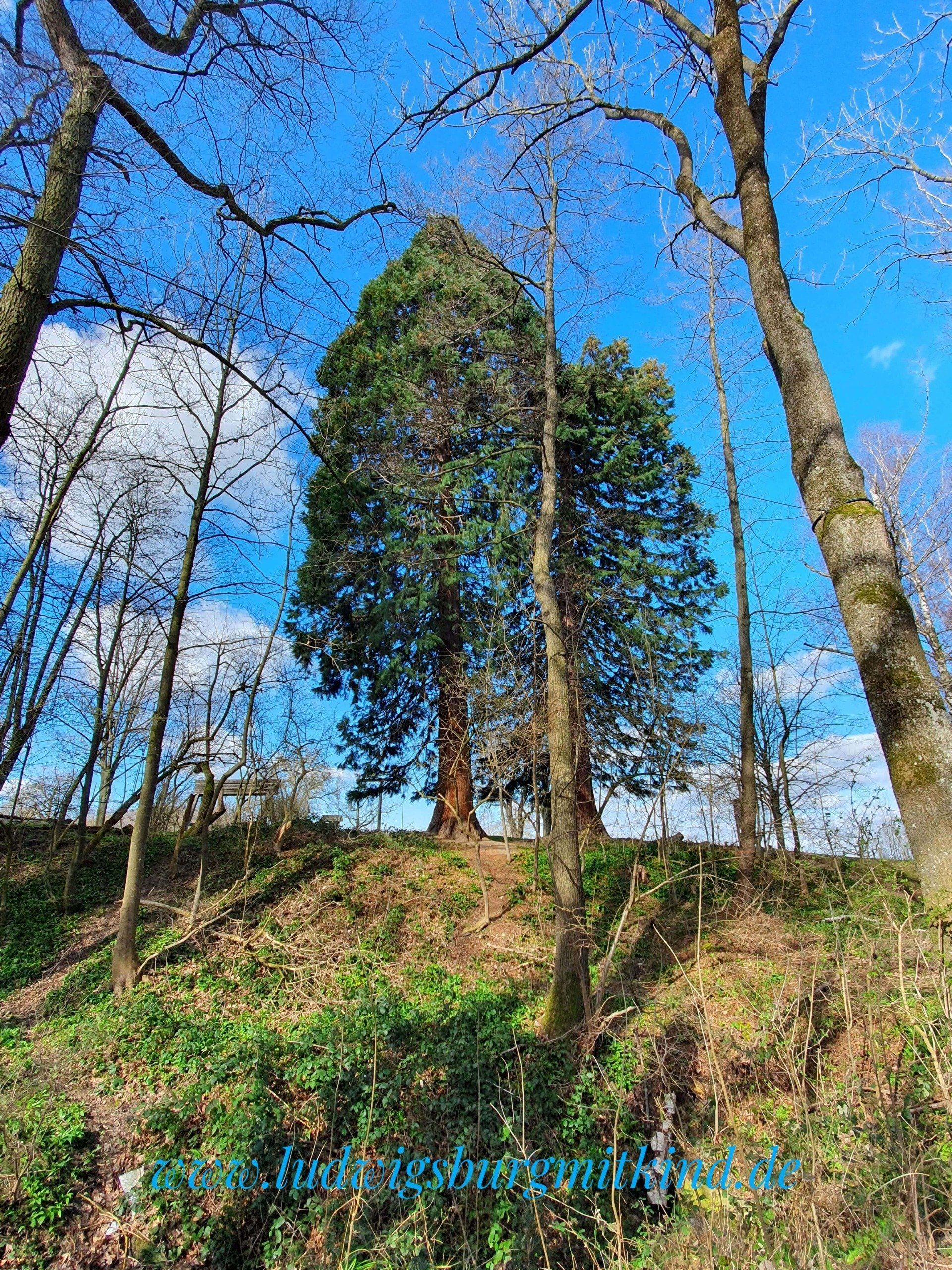 Zwei große Mammutbäume auf dem Sinneswandel Bad Boll.