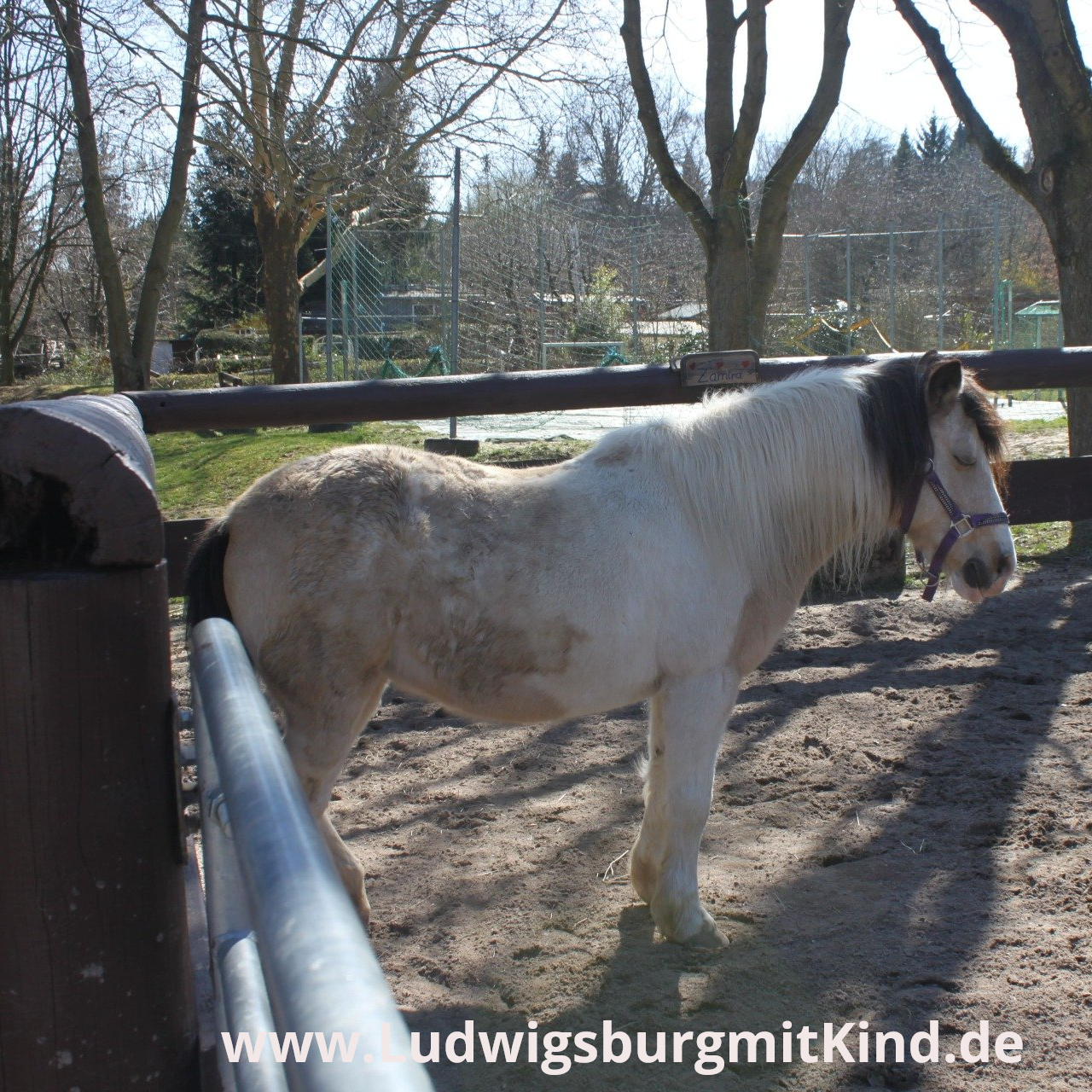 Ein Pony auf der Jugendfarm Spielplatz Ludwigsburg