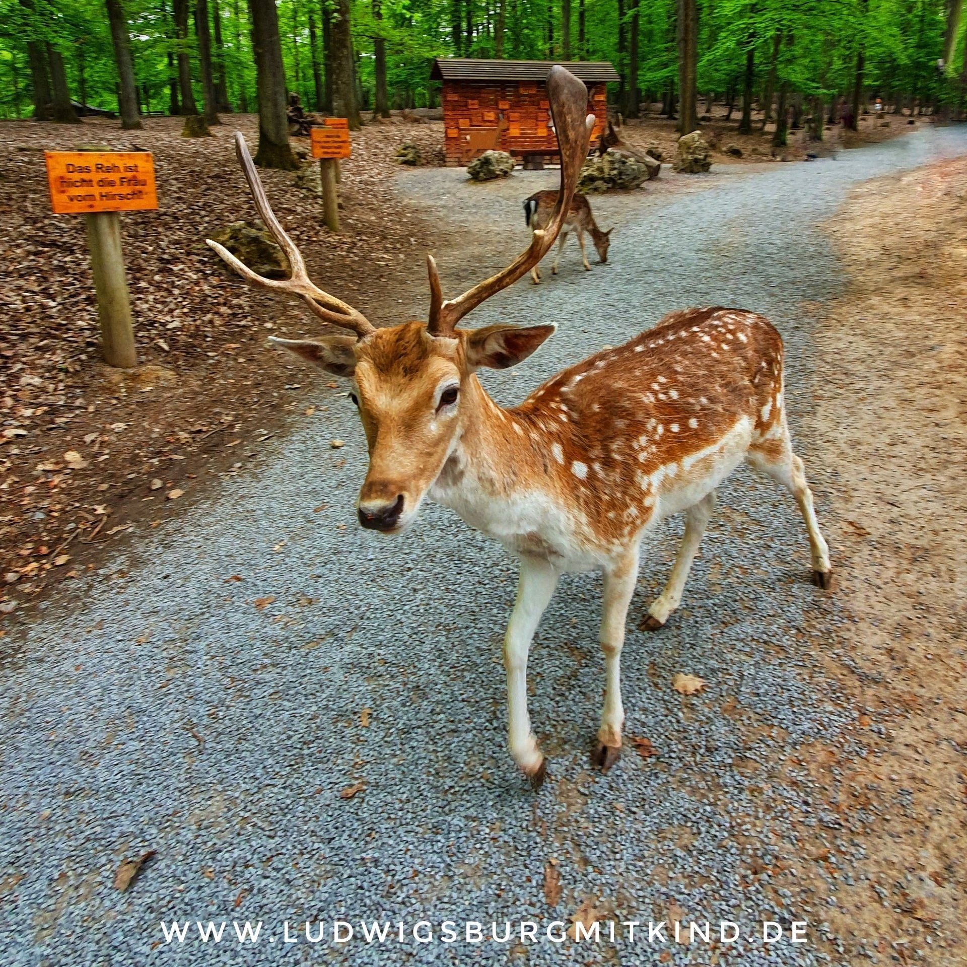 Ein Kind füttert einen Esel im  Wildparadies Tripsdrill bei Ludwigsburg.