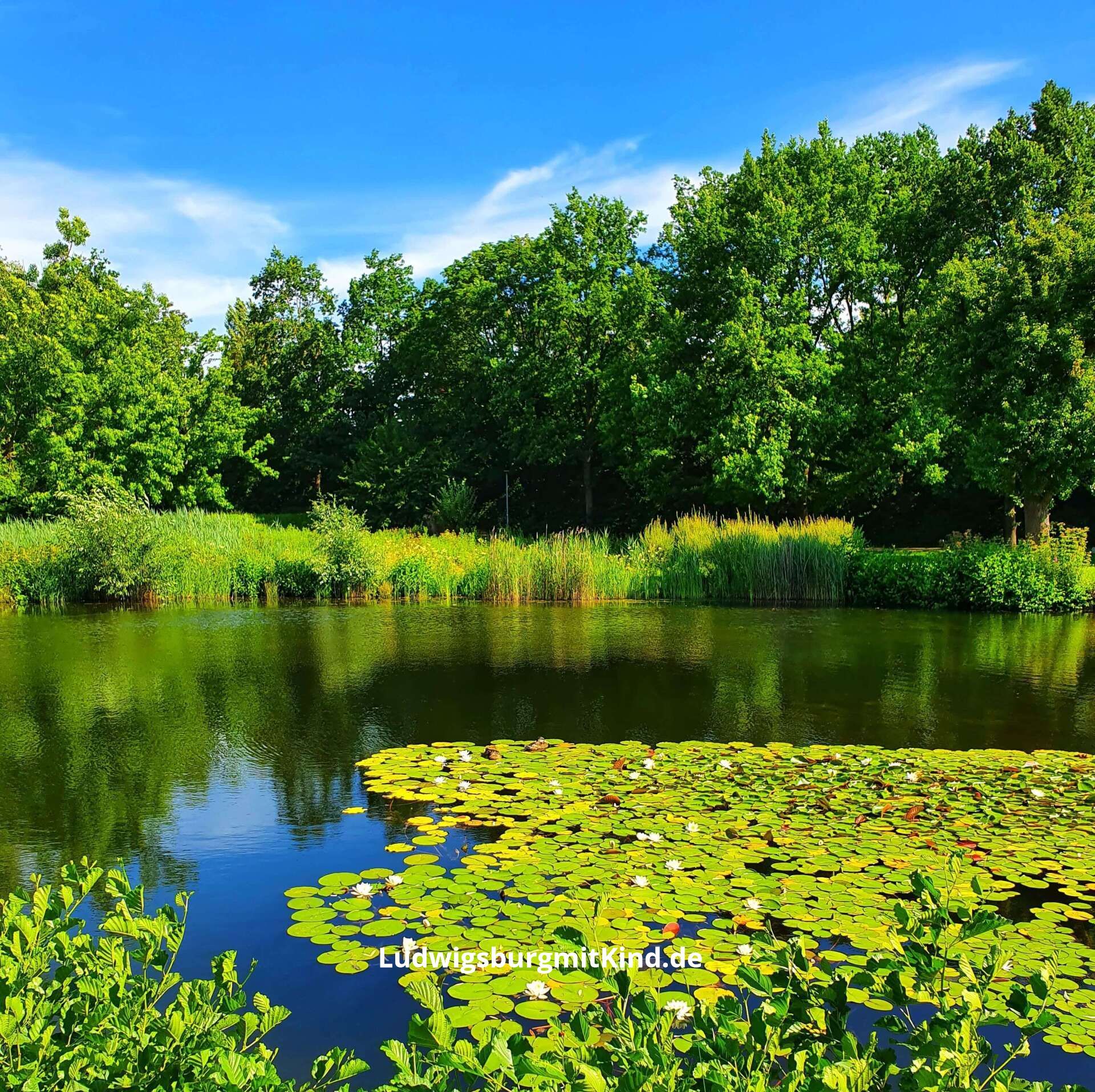 Die Talaue in Waiblingen ist ein Ausflugsziel für Familien im Remstal. Hier sieht man den schönen See in der Talaue Waiblingen.