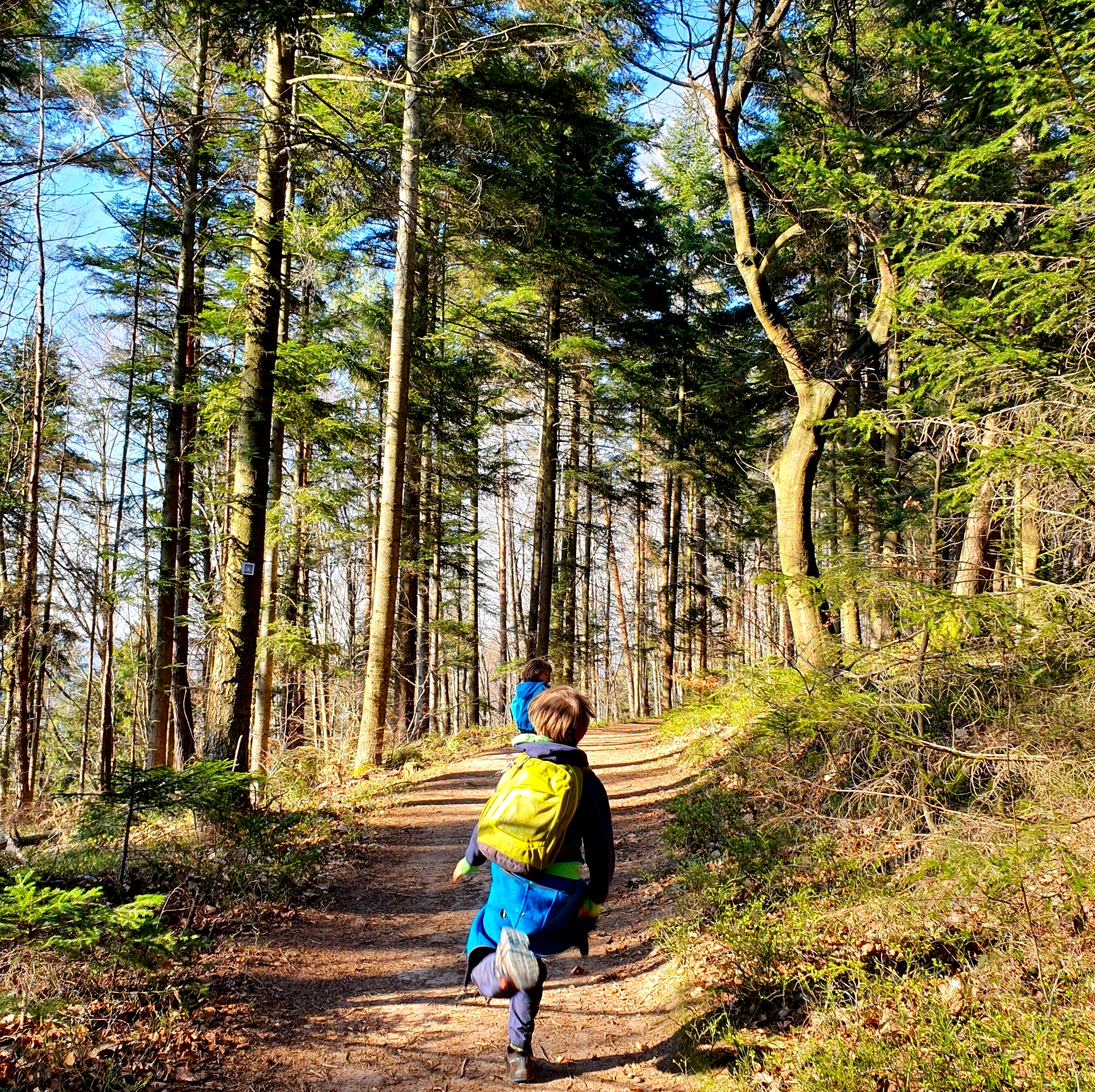 Ein Kind wandert durch den Welzheimer Wald.