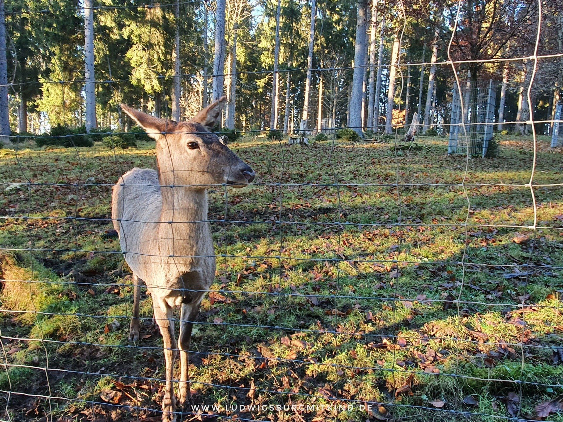Wildpark Wildgehege Messstetten Schwäbische Alb Wildpark Wildgehege Messstetten Schwäbische Alb
