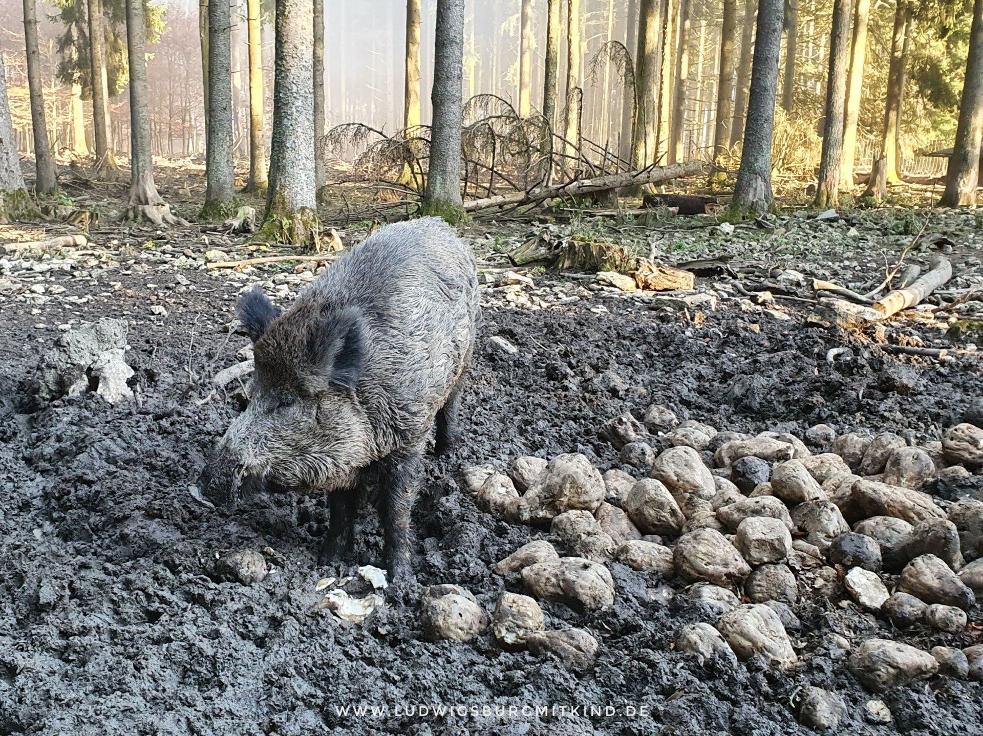 Wildpark Wildgehege Messstetten Schwäbische Alb Wildpark Wildgehege Messstetten Schwäbische Alb