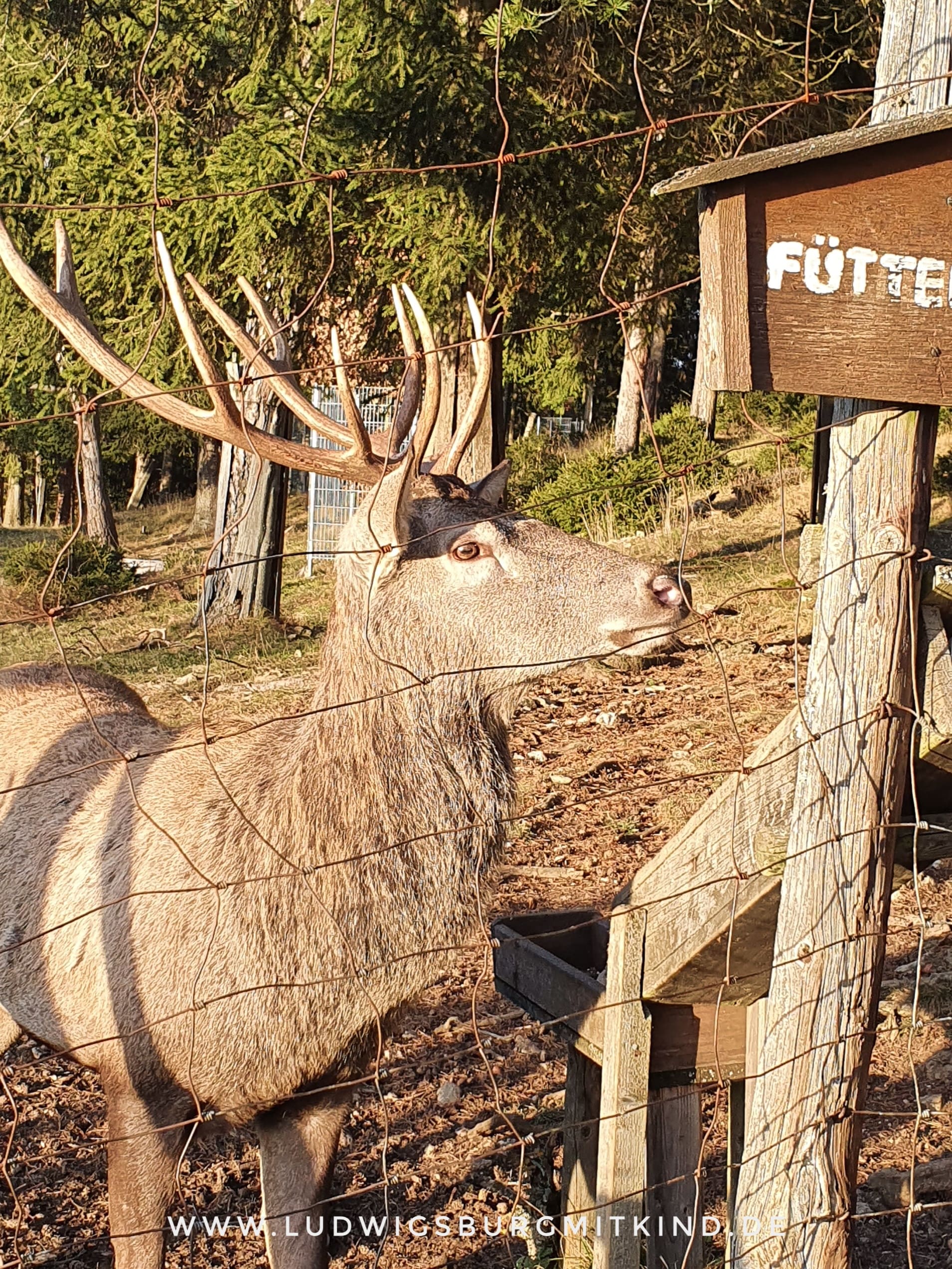 Wildpark Wildgehege Messstetten Schwäbische Alb Wildpark Wildgehege Messstetten Schwäbische Alb