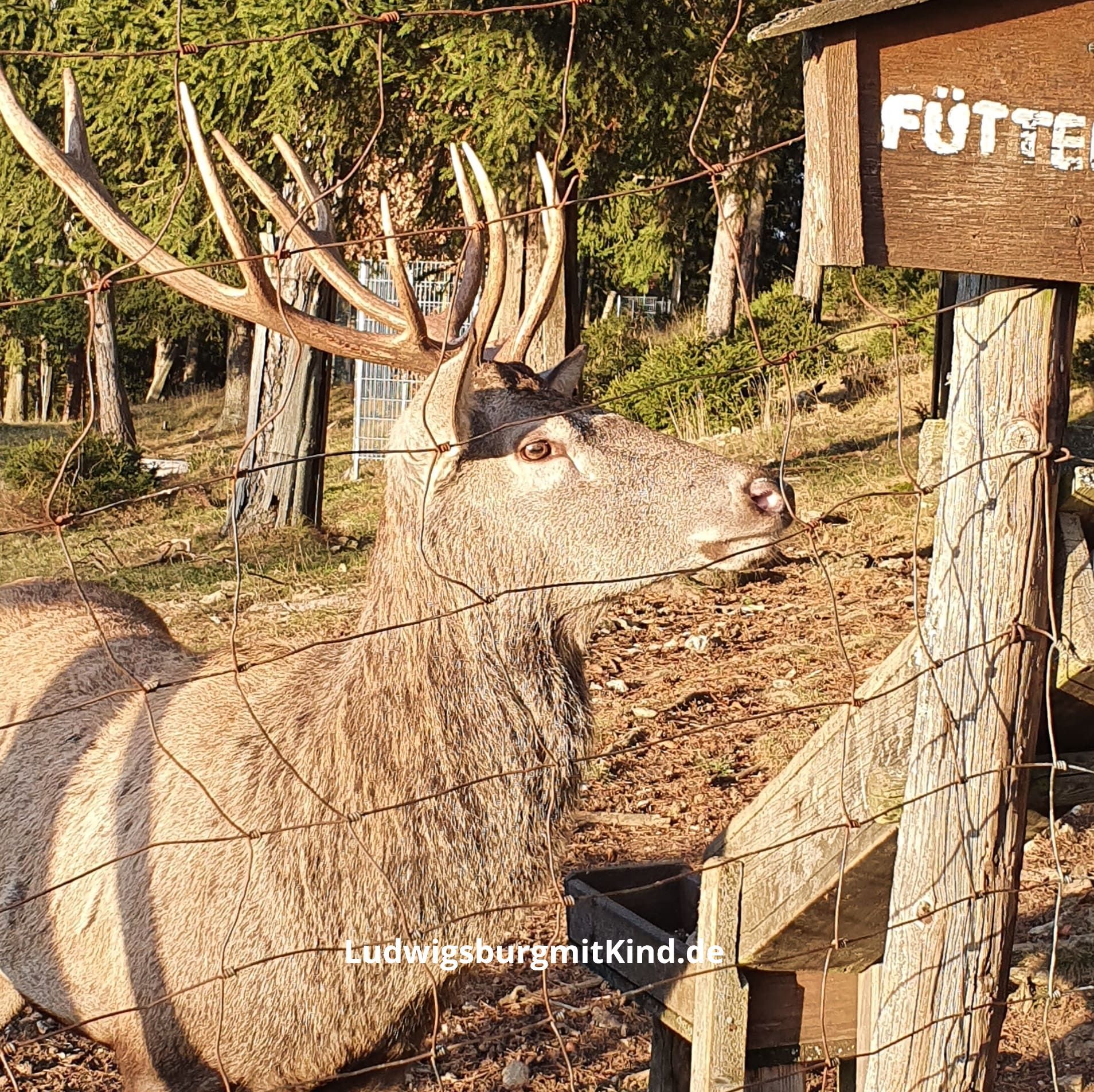 Wildgehege, Wildpark, Familienausflugsziel Wildgehege, Wildpark, Familienausflugsziel