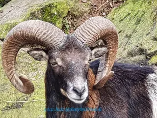 Wildpark Pforzheim Ausflugsziel für Familien Wildpark Pforzheim Ausflugsziel für Familien