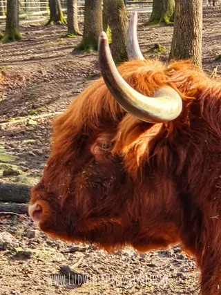 Wildpark Pforzheim Ausflugsziel für Familien Wildpark Pforzheim Ausflugsziel für Familien
