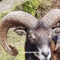 Ein Mufflon im Wildgehege Pforzheim, ein beliebtes Ausflugsziel für Familien.