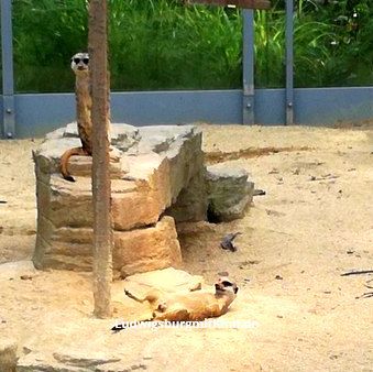 Familienausflug Stuttgart Wilhelma Wilhelma Stuttgart Familien