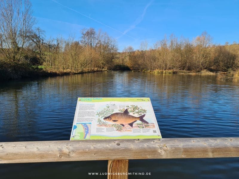 Neckarbiotop Zugwiesen Ludwigsburg