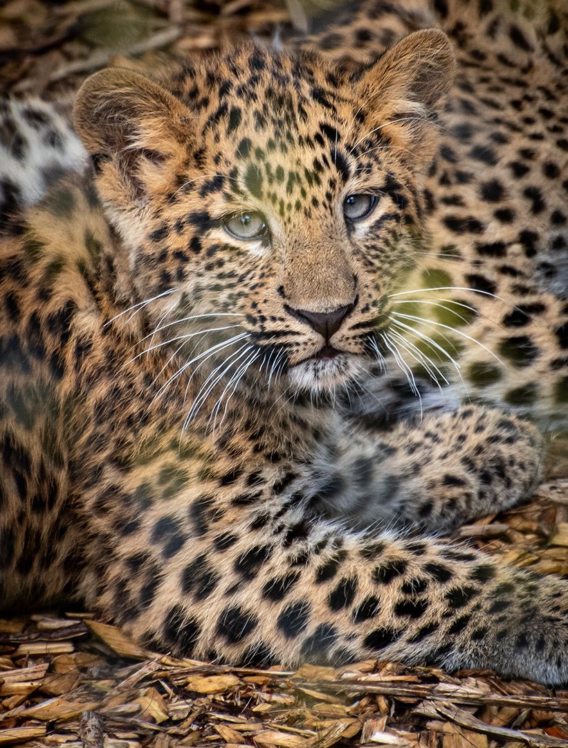 Asian Lepard, Fotografie von asiatischen Leoparden von Herdis Schönborn, Fotoclub Schleswig