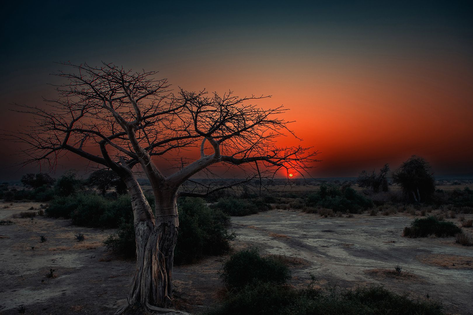Sonnenaufgang am Johannisbrotkernbaum, Fotografie eines Vogels von Herdis Halvas-Nielsen, Fotoclub Schleswig