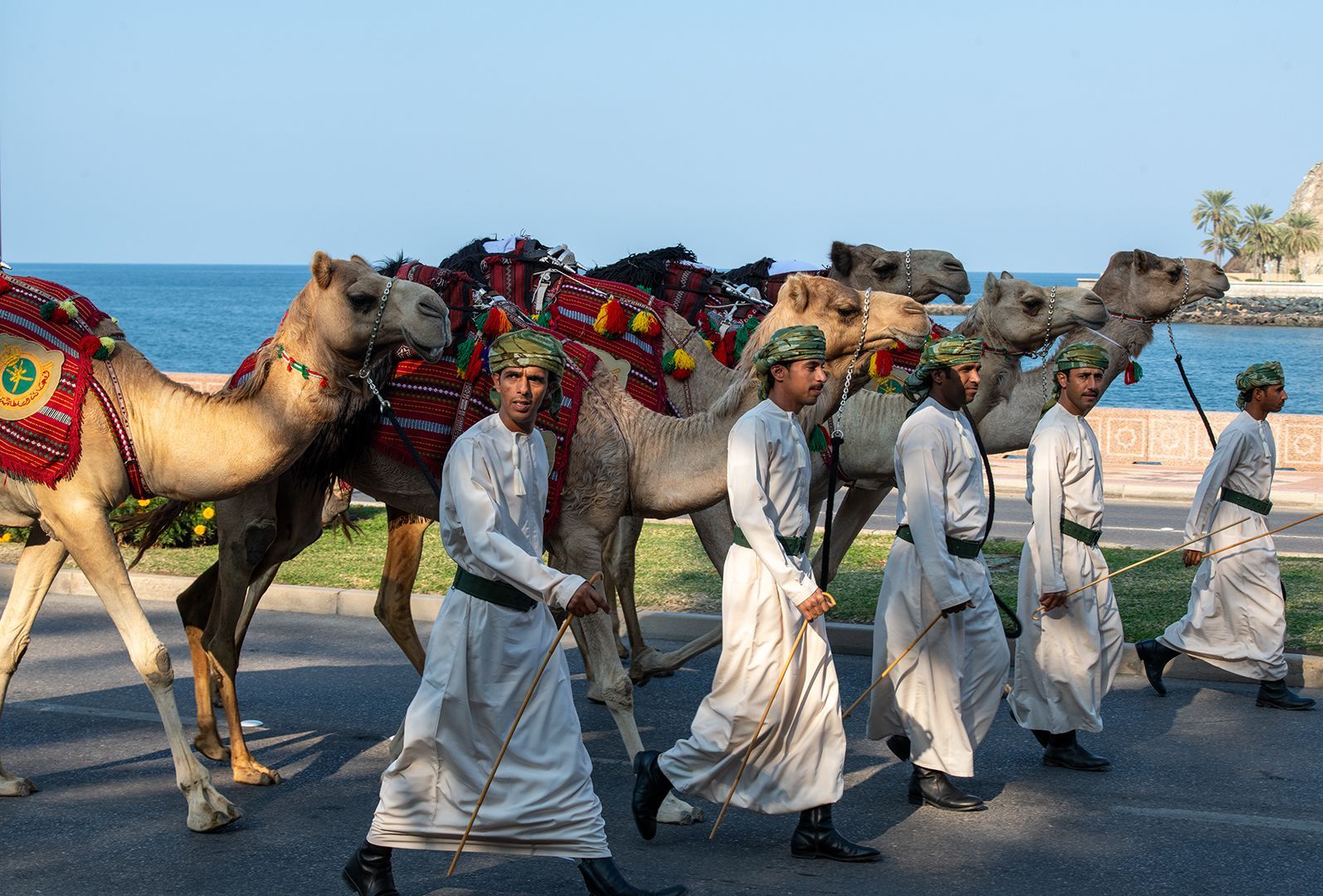 Kamelparade, Fotografie eines Vogels von Herdis Halvas-Nielsen, Fotoclub Schleswig