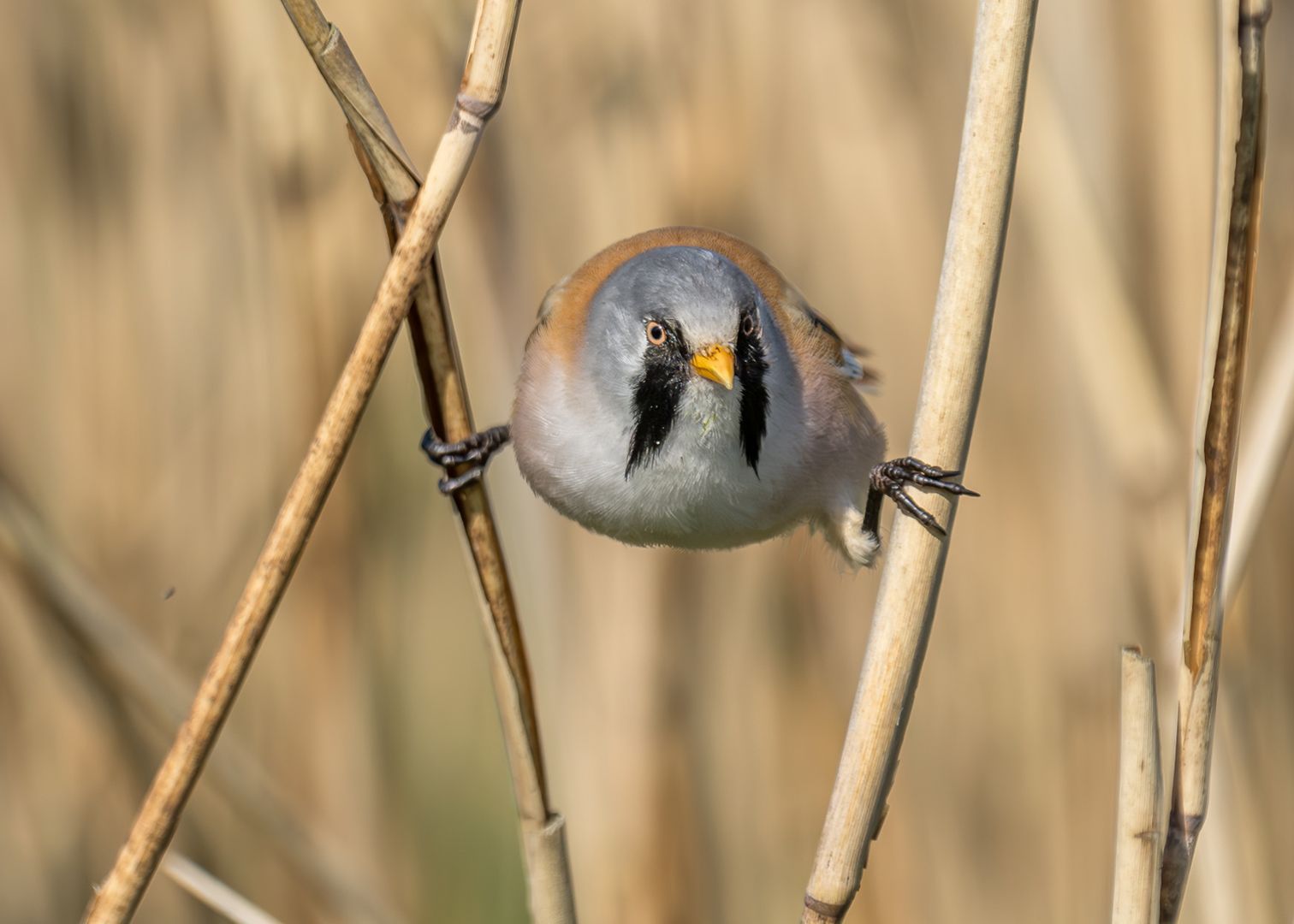 bearded tit, Fotografie einer Bartmeise von Christiane Heggemann, Fotoclub Schleswig