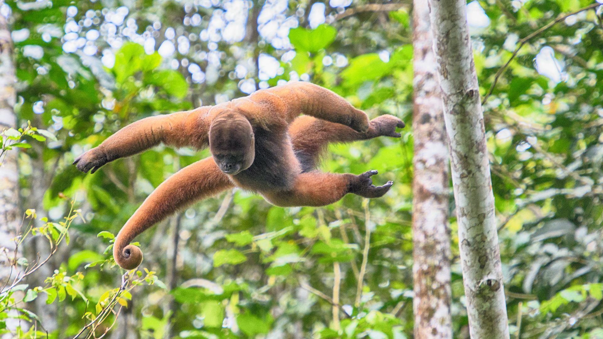 Zugebissen, Fotografie eines Affen von Herdis Halvas-Nielsen, Fotoclub Schleswig