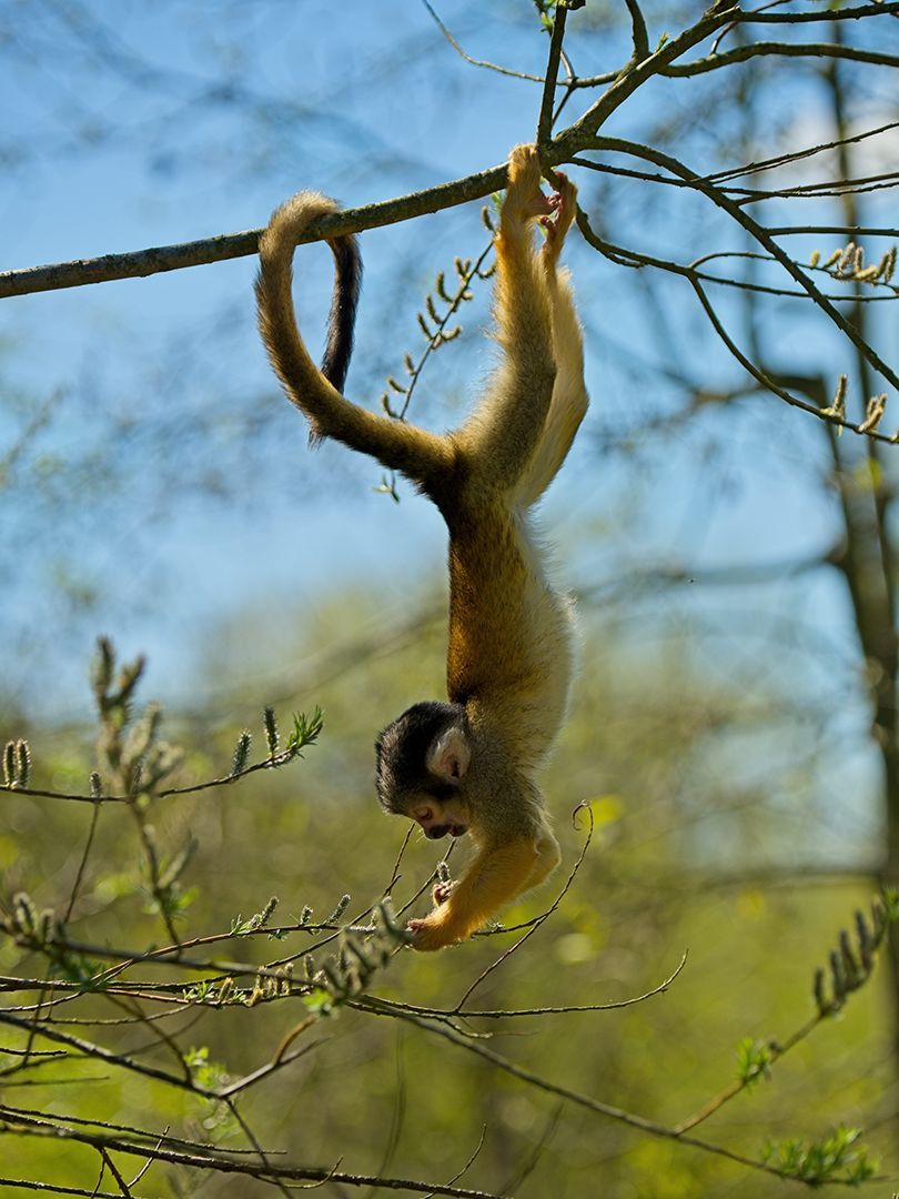 Free Hands, Fotografie eines Affen von Herdis Halvas-Nielsen, Fotoclub Schleswig