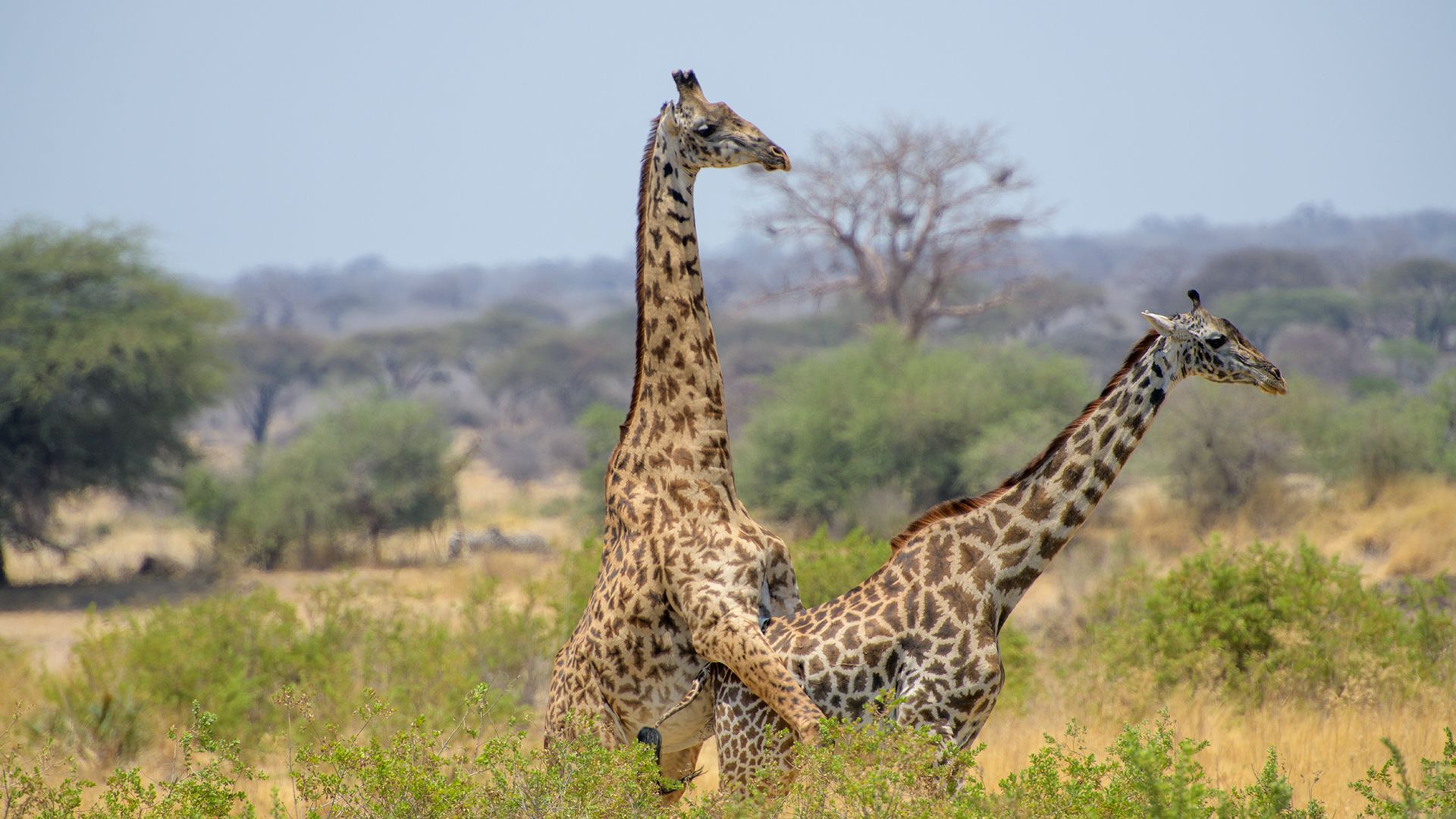 Giraffes Mating, Fotografie von Giraffen während der Begattung, von Herdis Schönborn, Fotoclub Schleswig