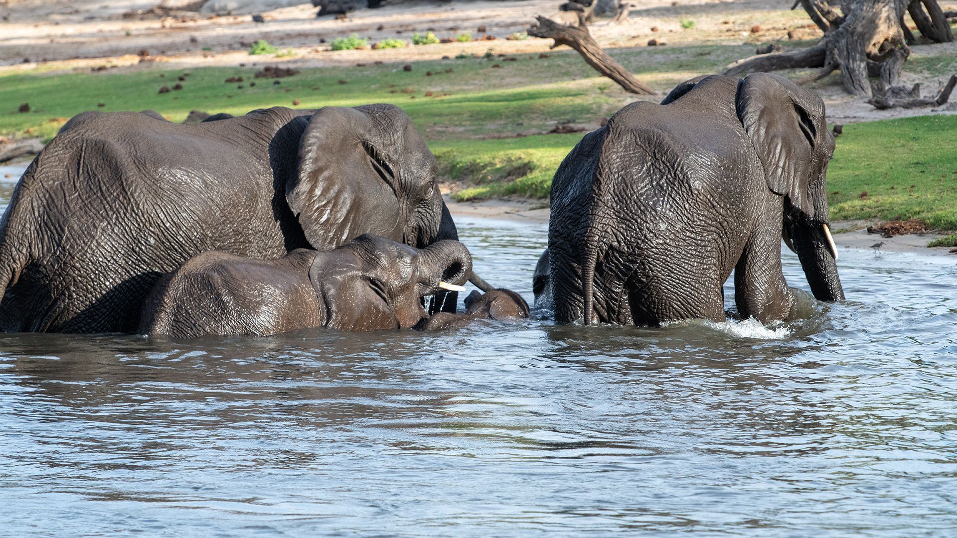 The other Side, Fotografie einer Elefantenfamilie von Herdis Halvas-Nielsen, Fotoclub Schleswig