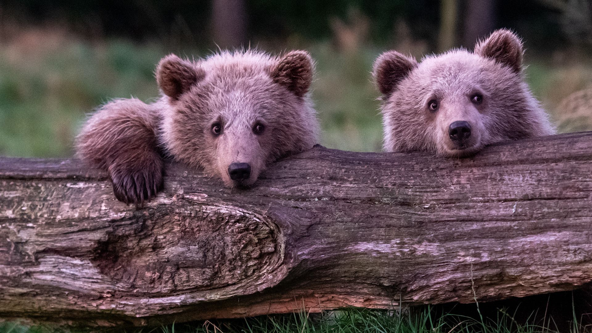 We are afraid, Fotografie zweier Bären von Herdis Halvas-Nielsen, Fotoclub Schleswig