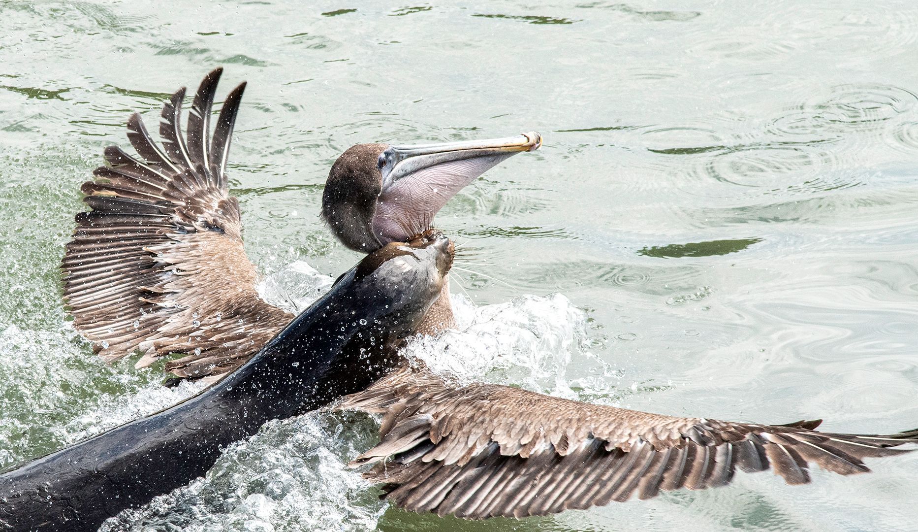 Zugebissen, Fotografie eines Vogels von Herdis Halvas-Nielsen, Fotoclub Schleswig