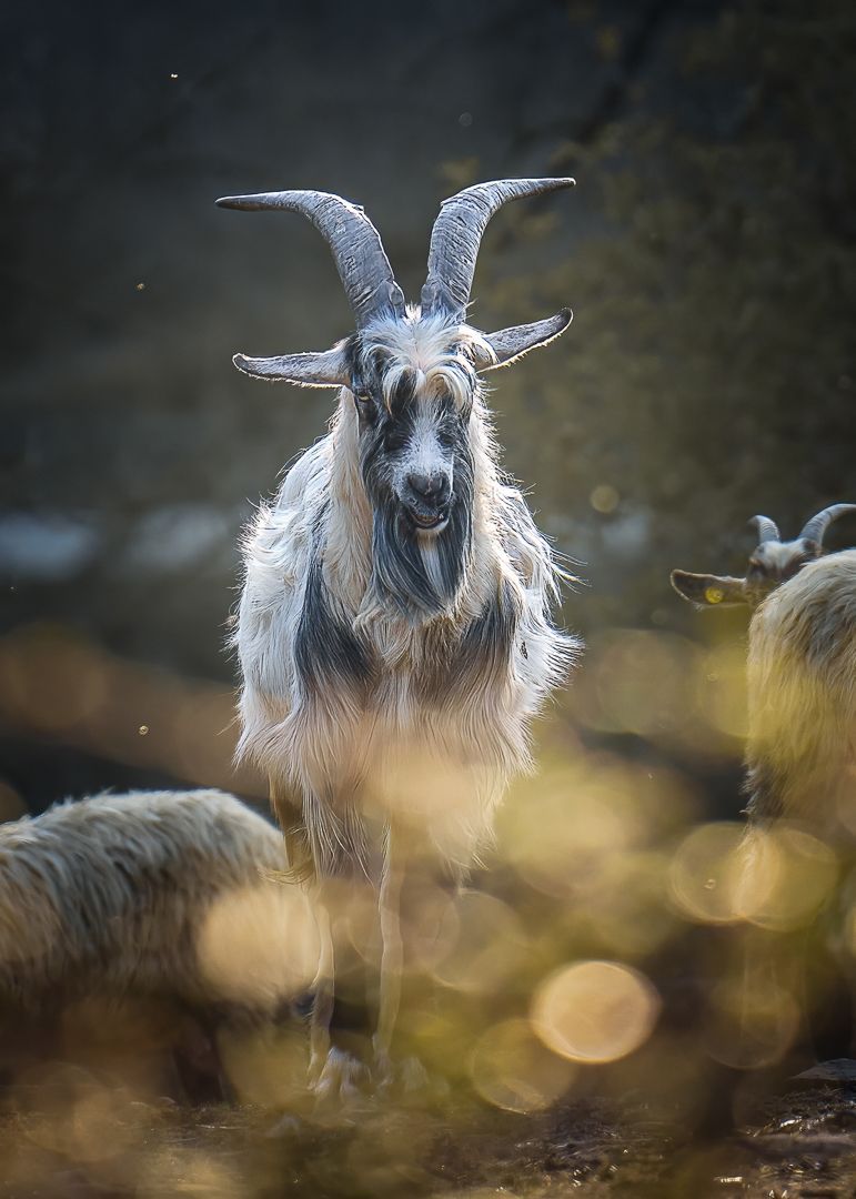 Billy Goat, Fotografie einer Ziege von Christiane Heggemann, Fotoclub Schleswig