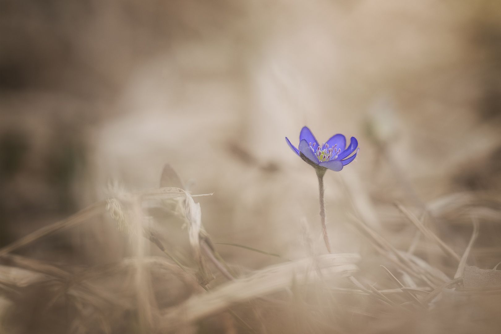 Flower, Fotografie einer Blume von Christiane Heggemann, Fotoclub Schleswig