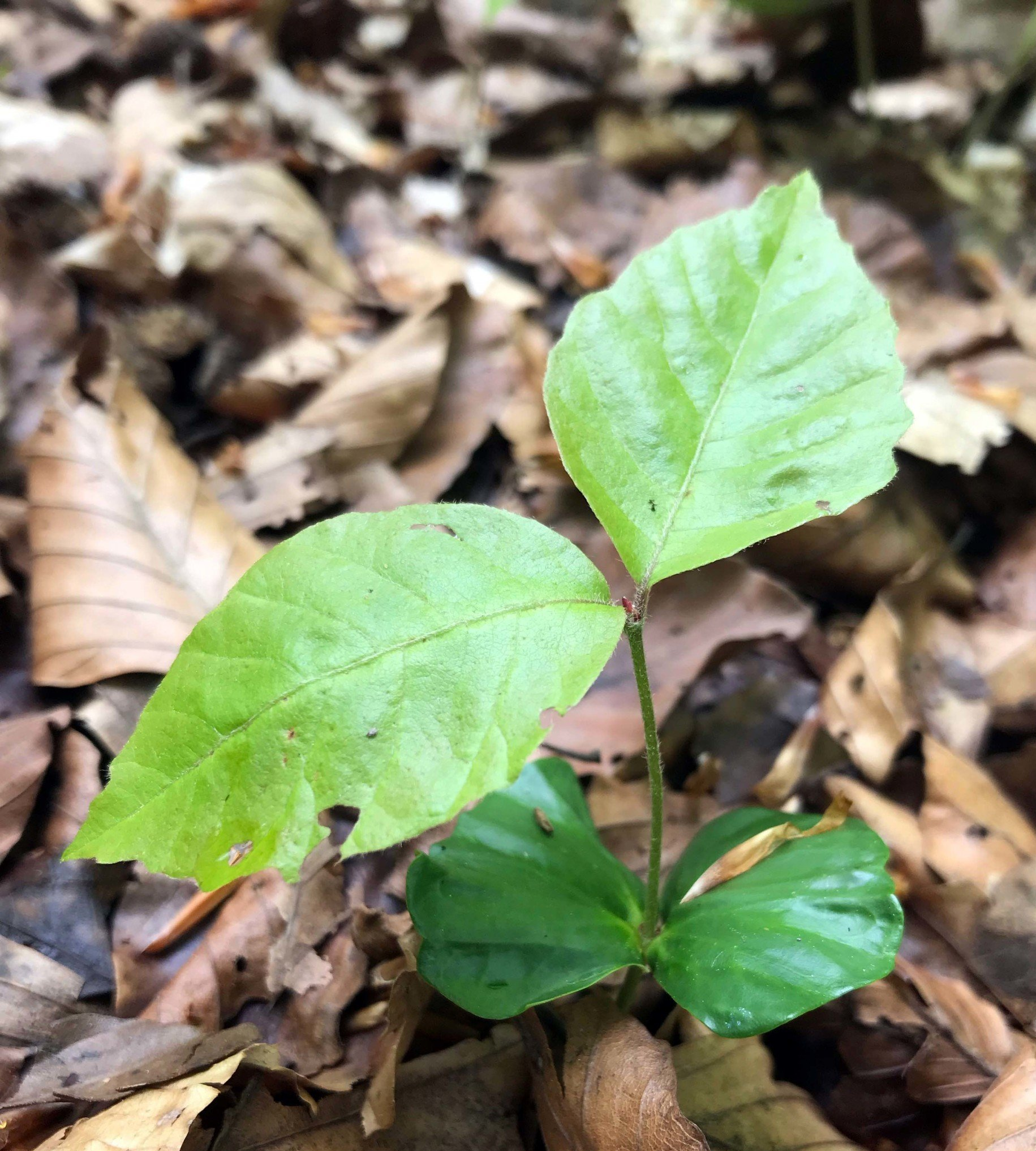 Copyright: Ralph Schill